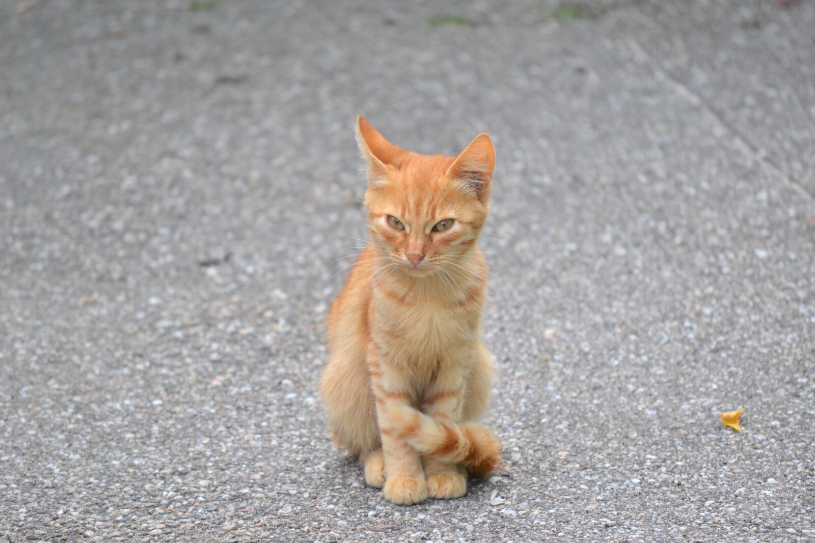 Nikon D3100 sample photo. Kitten, orange, cat photography