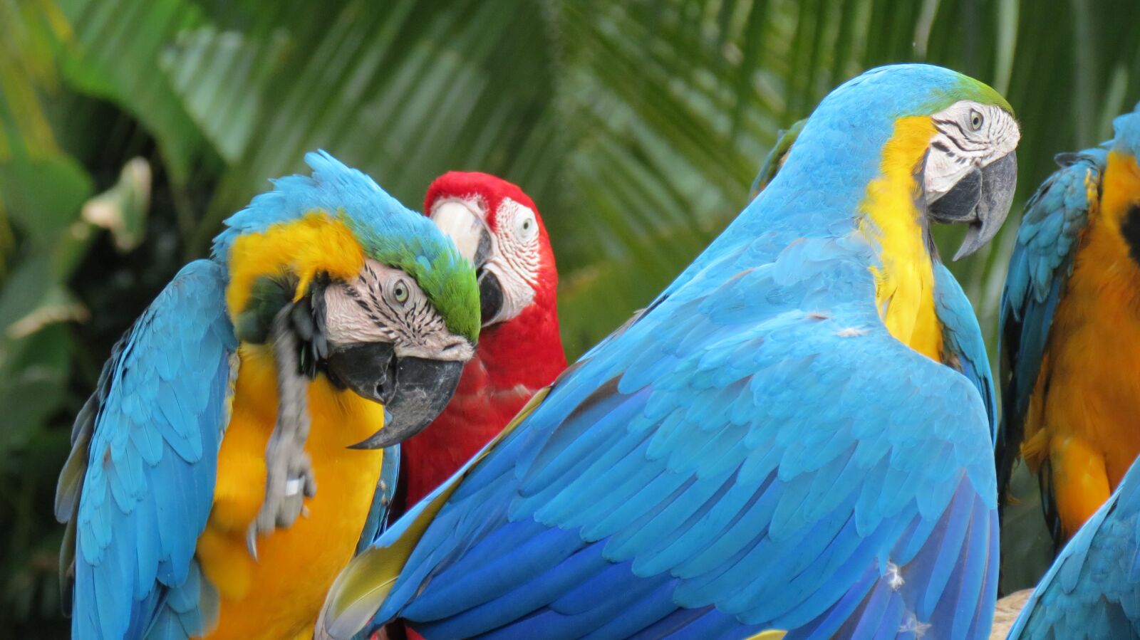 птицы камбоджи