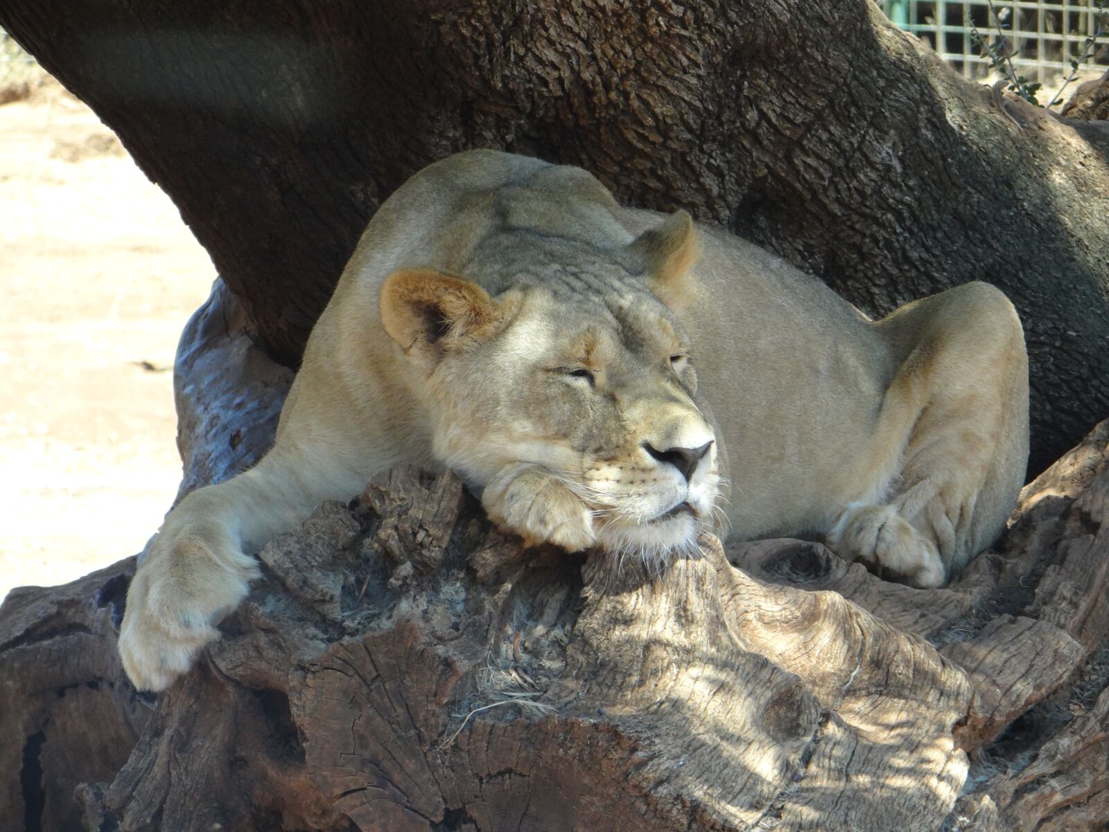 Sony DSC-HX200V sample photo. Lion, lioness, safari photography