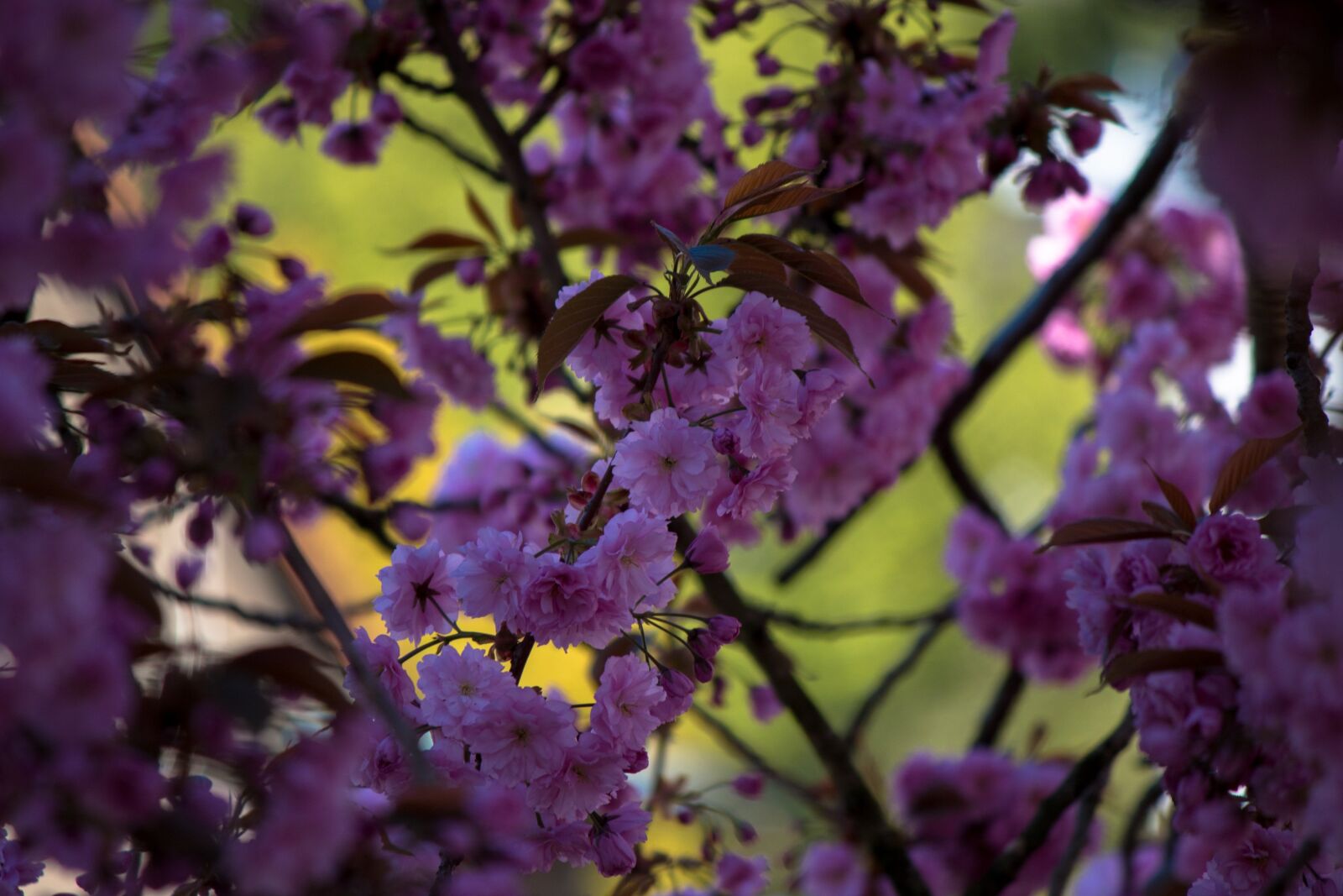 Canon EF-S 55-250mm F4-5.6 IS II sample photo. Japanese cherry, prunus serrulata photography