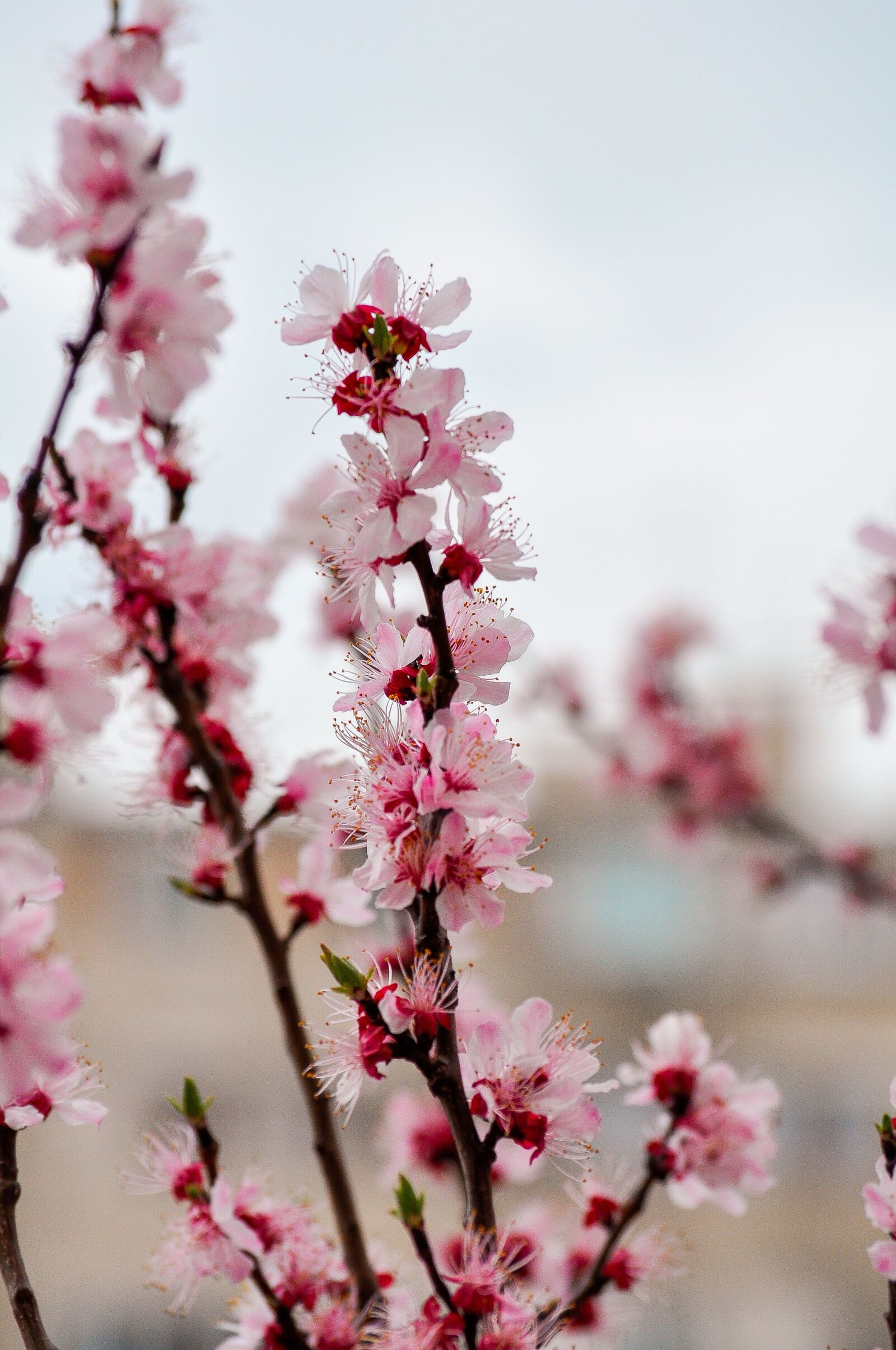 Nikon D90 sample photo. Spring, flowers, nature photography