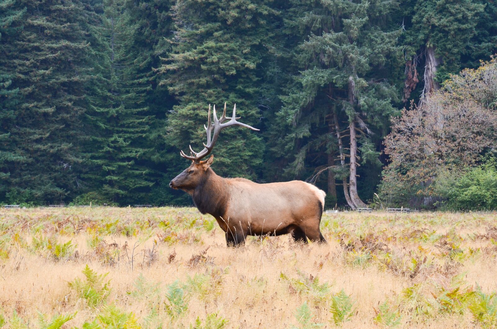 Nikon D5100 sample photo. Usa, america, north america photography