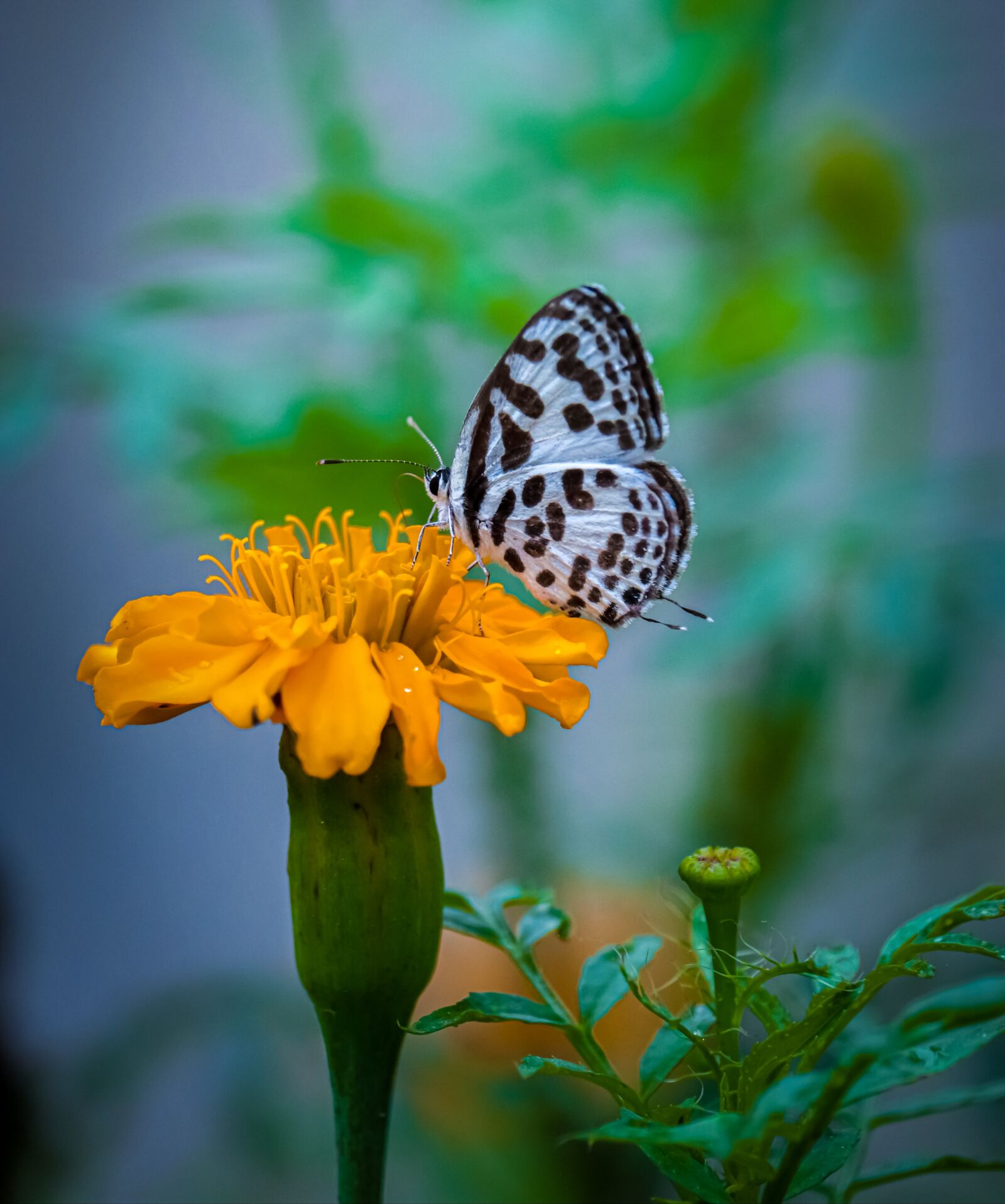 Canon EF-S 55-250mm F4-5.6 IS STM sample photo. Flowers, nature, blossom photography