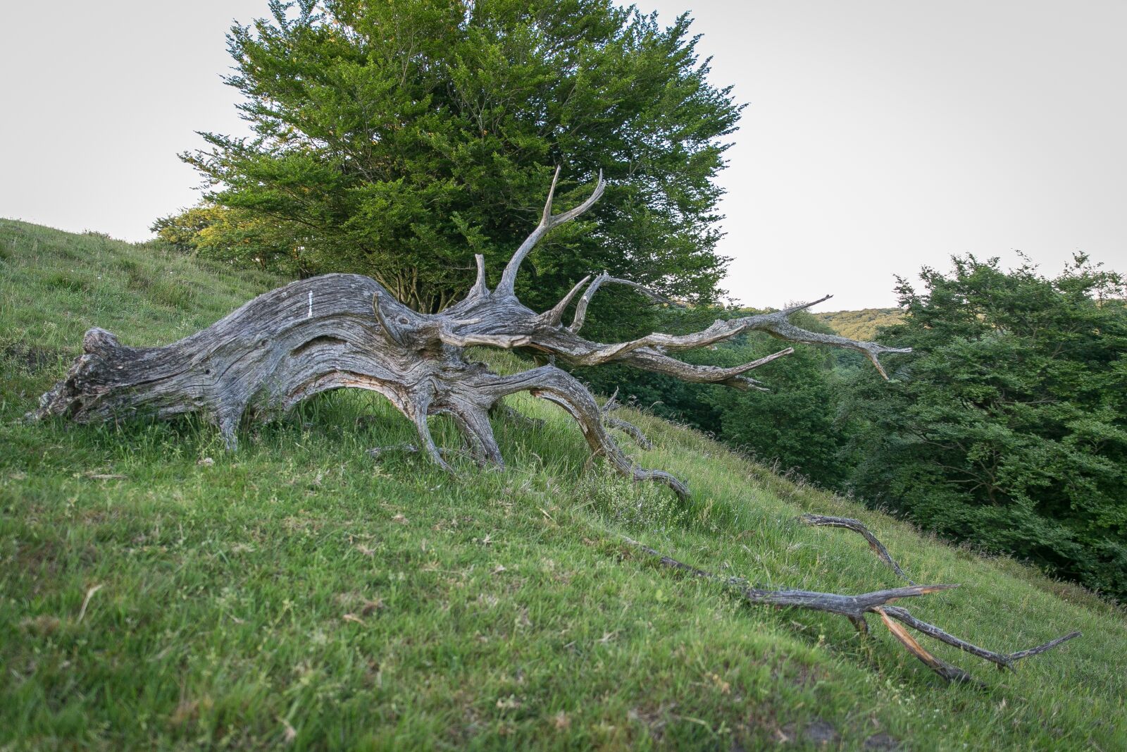 Canon EOS 5D Mark III sample photo. Rod, old, wood photography