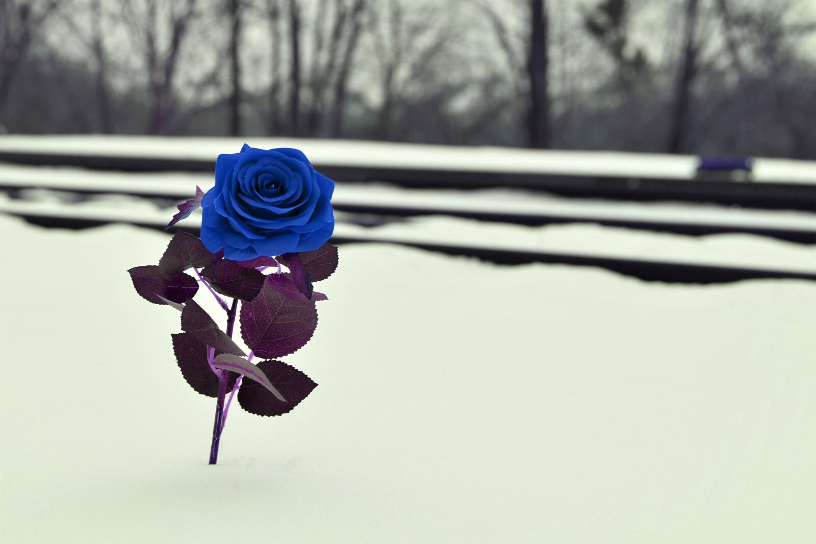 Nikon D5600 sample photo. Blue rose near rail photography