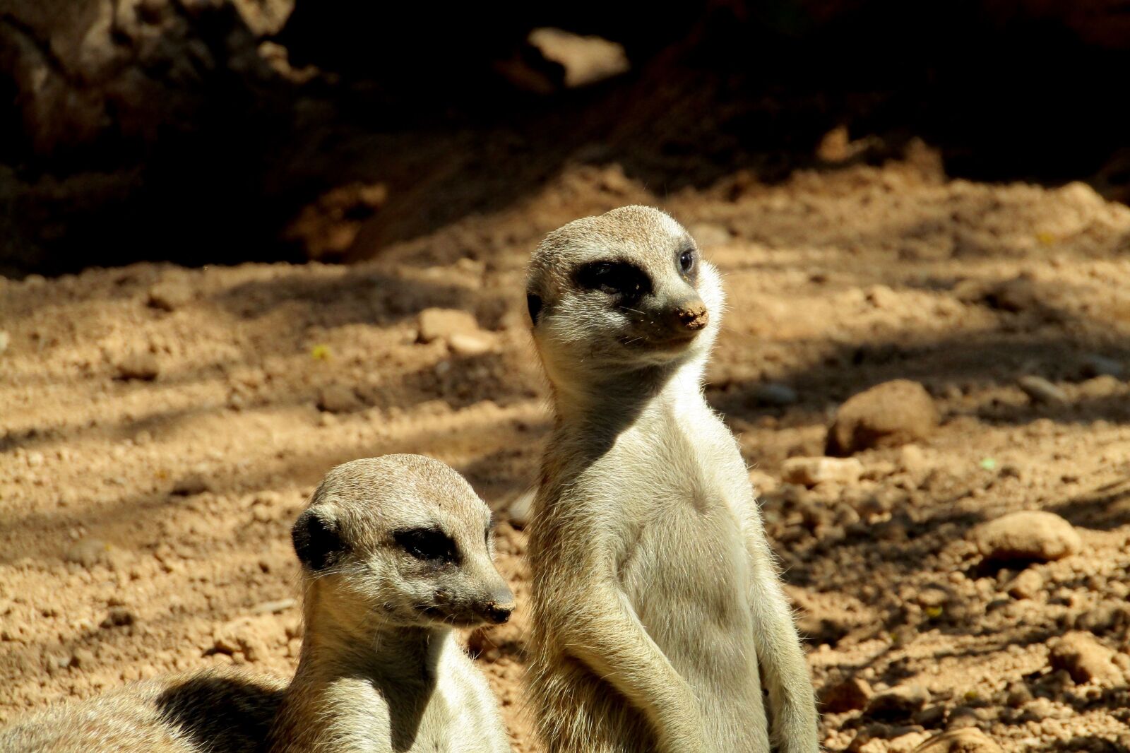 Canon PowerShot SX410 IS sample photo. Suricate, cute, animal photography