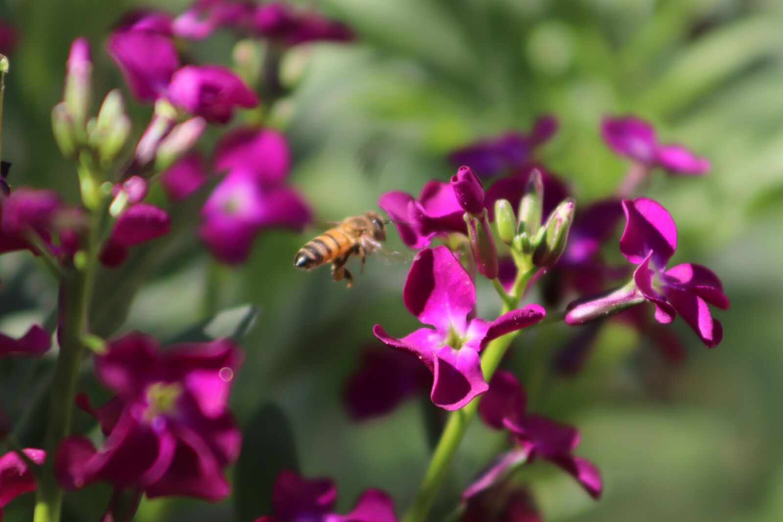 Canon EOS 800D (EOS Rebel T7i / EOS Kiss X9i) sample photo. Bee, natural, nectar photography