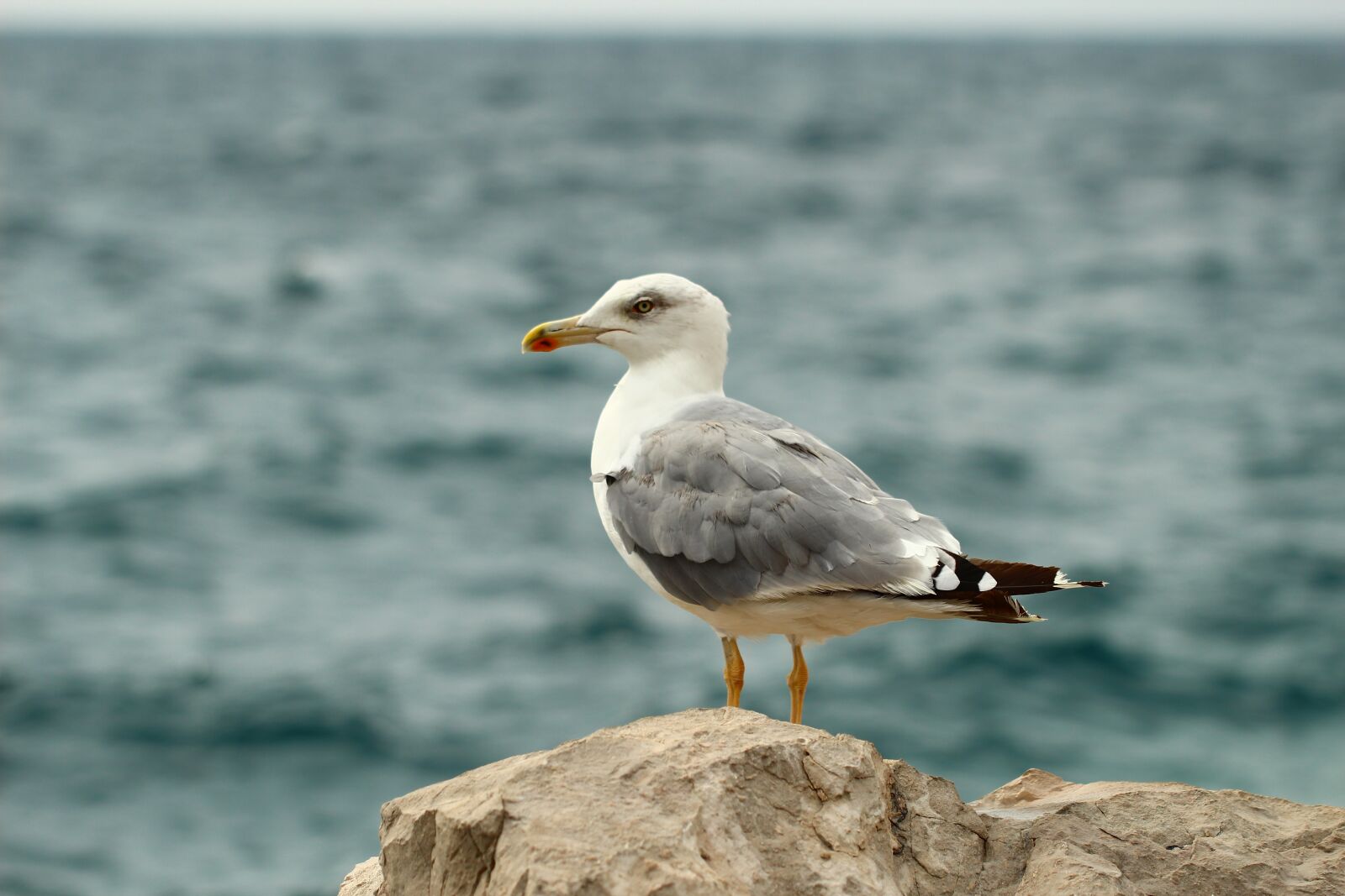 Canon EF 100mm F2.8L Macro IS USM sample photo. Sea, seagull, gull at photography