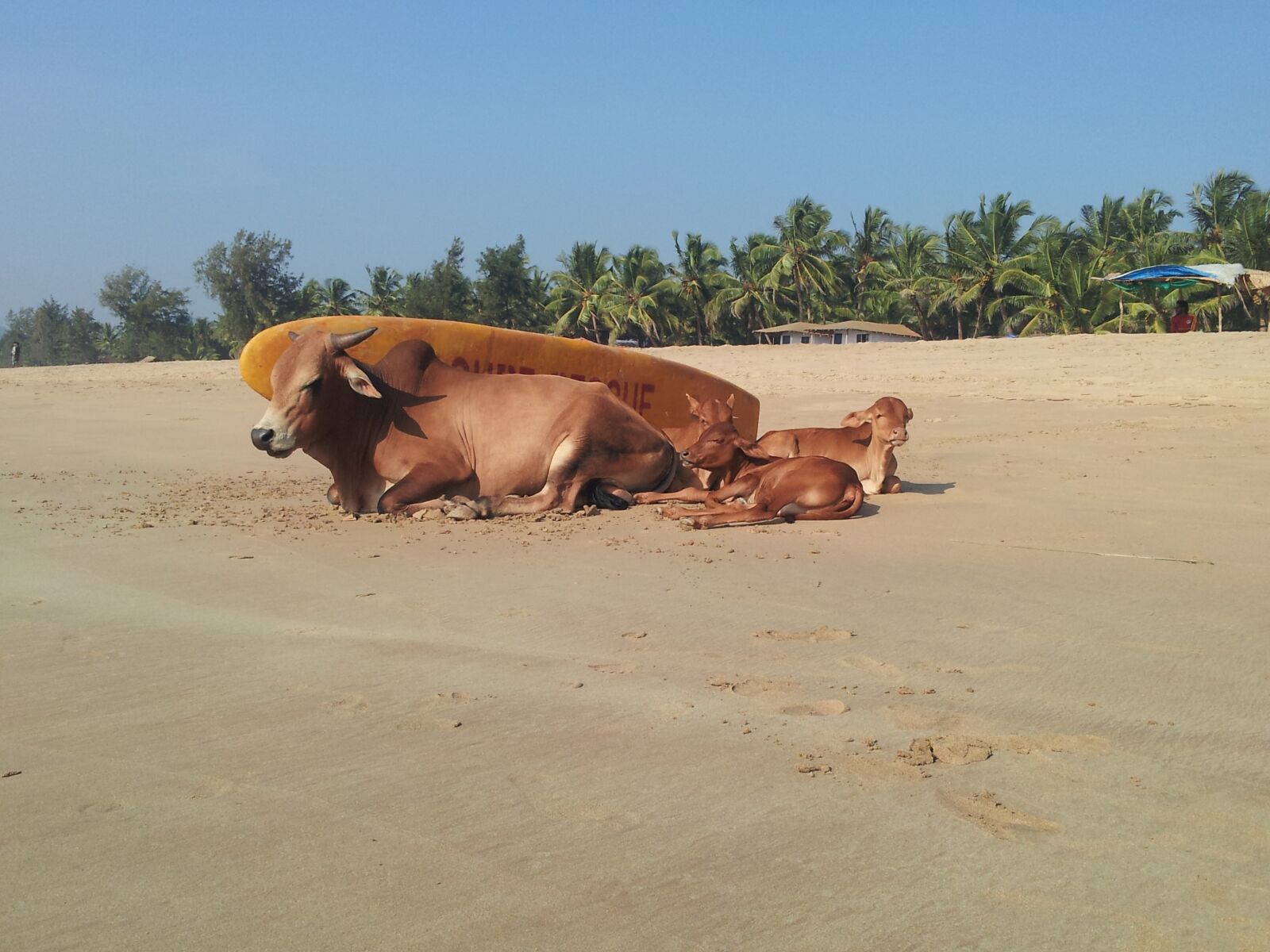 Samsung Galaxy S2 sample photo. Cow, india, beach photography