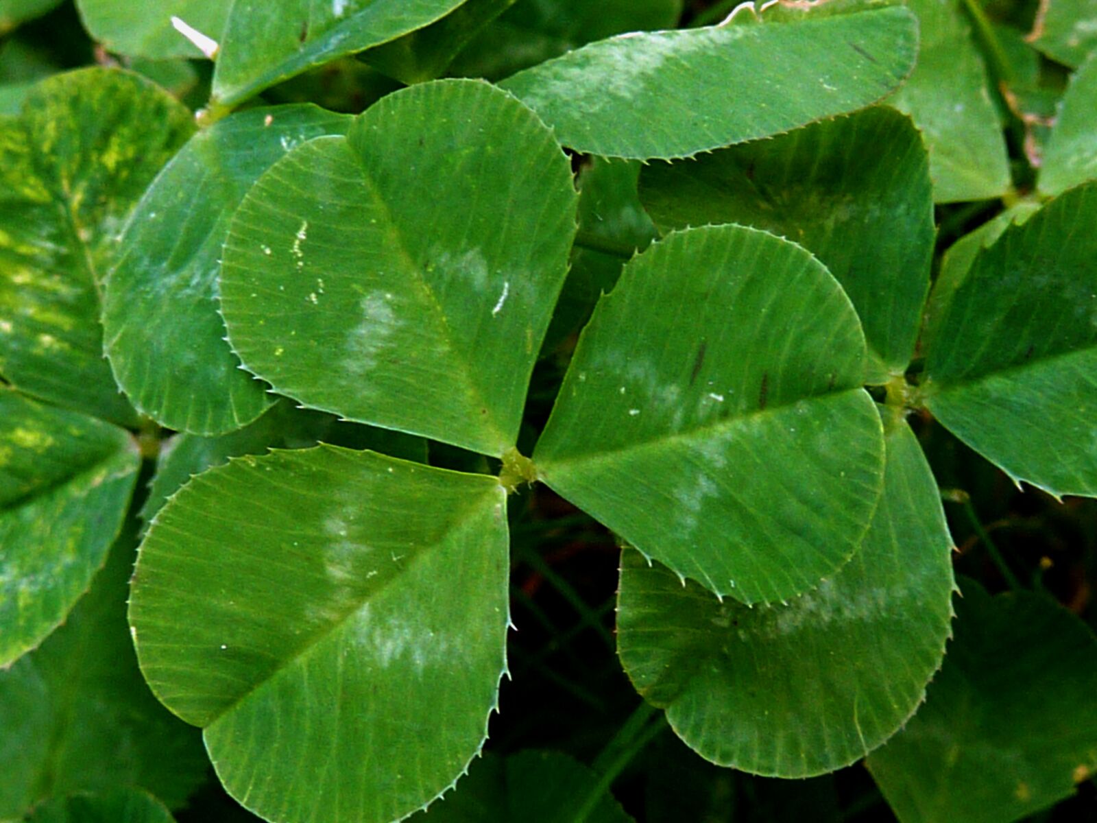 Panasonic DMC-TZ7 sample photo. Klee, clover flower, pointed photography