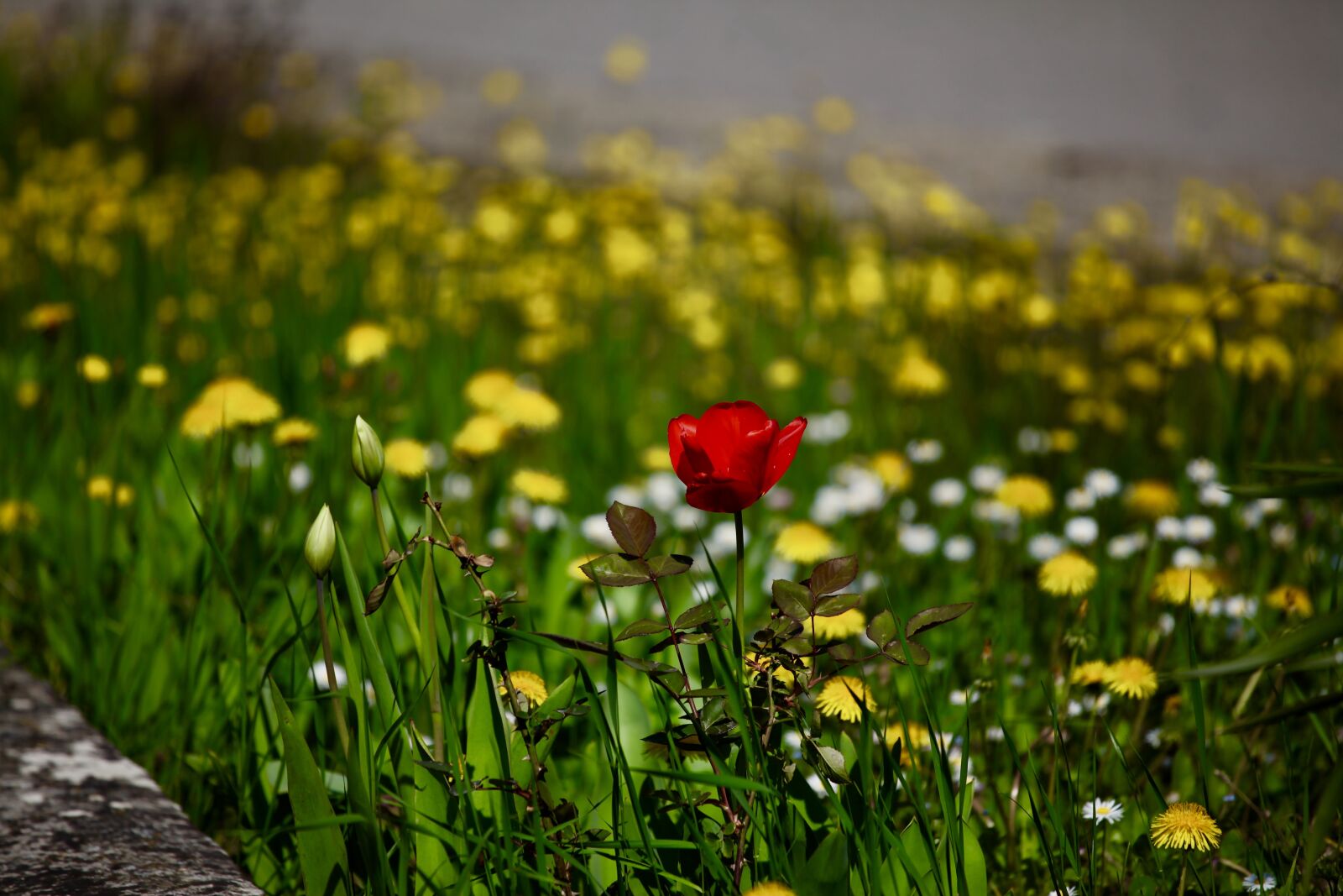 Canon EOS 5D Mark II sample photo. Tulip, flowers, wild flowers photography