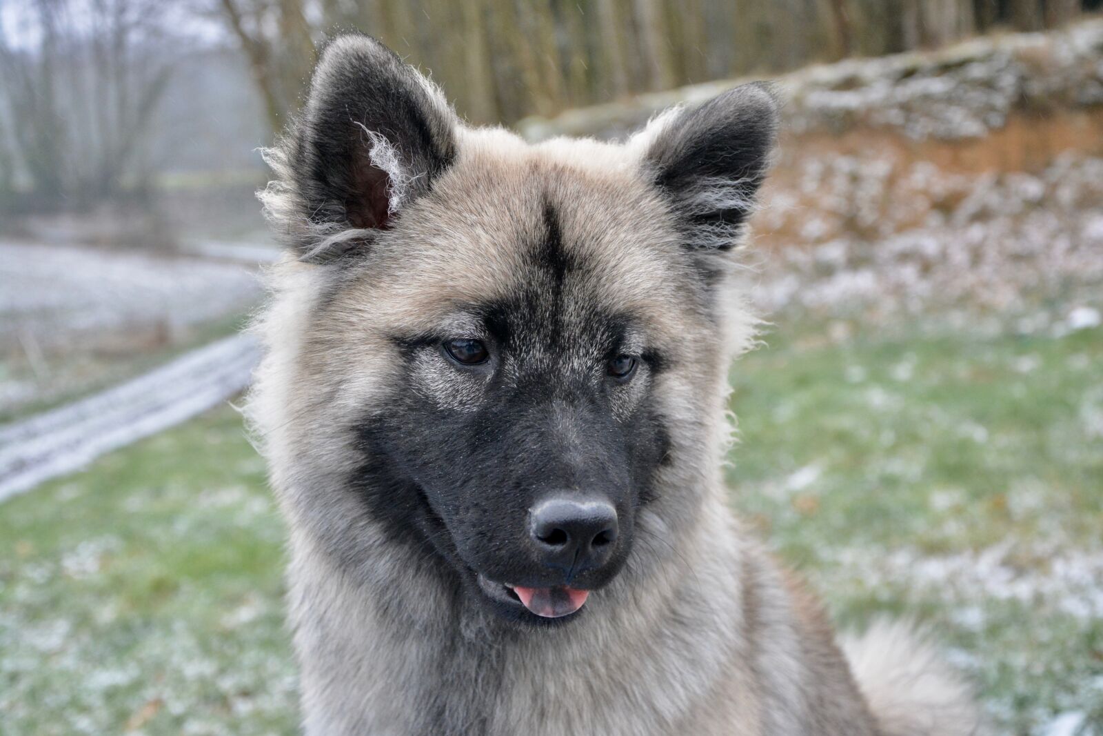 Nikon D5200 sample photo. Dog, dog eurasier, bitch photography