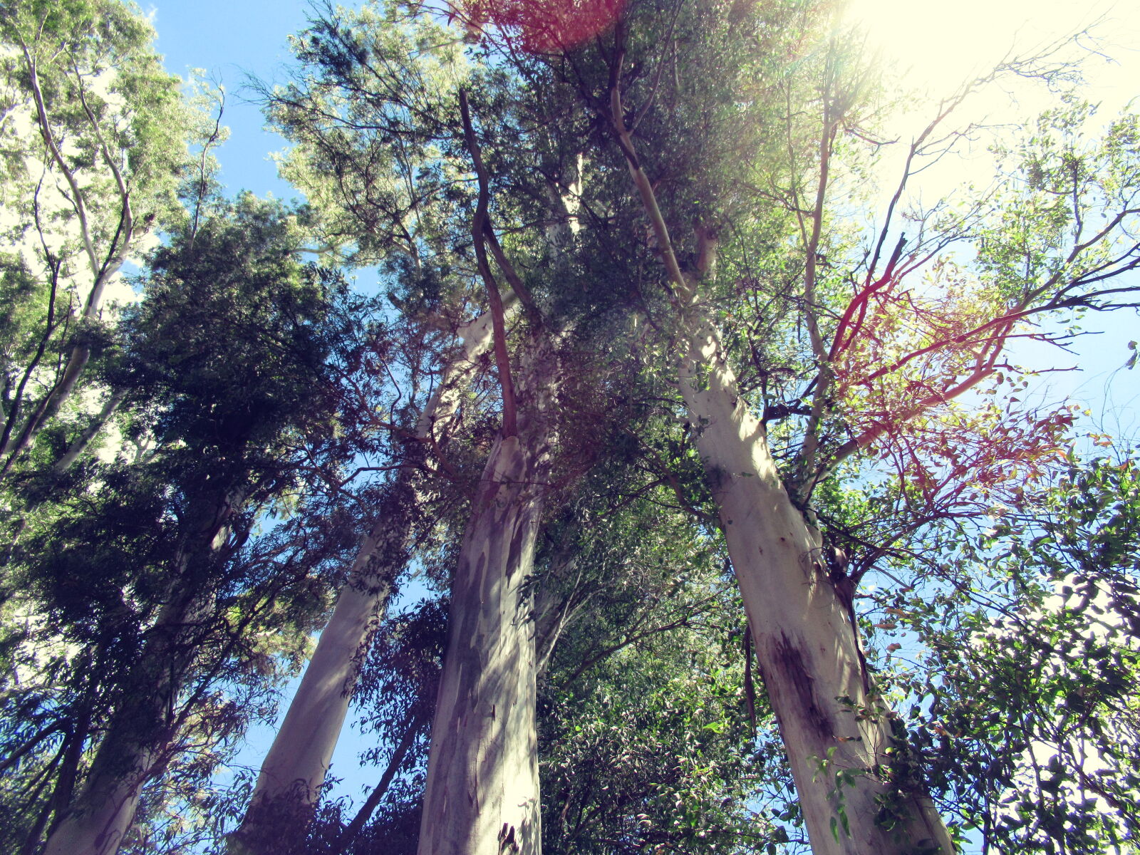 Canon PowerShot SX620 HS sample photo. Bark, blue, sky, branches photography