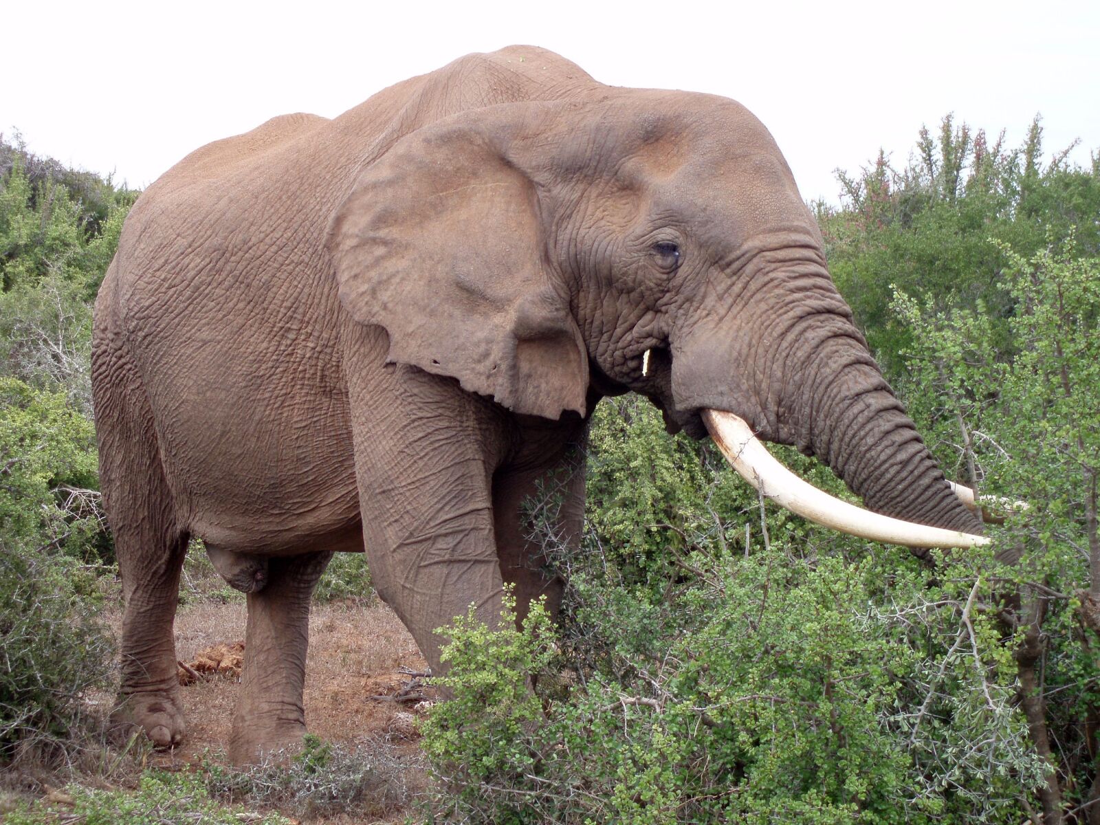 Olympus u700,S700 sample photo. Olifant, zuid-afrika, africa photography