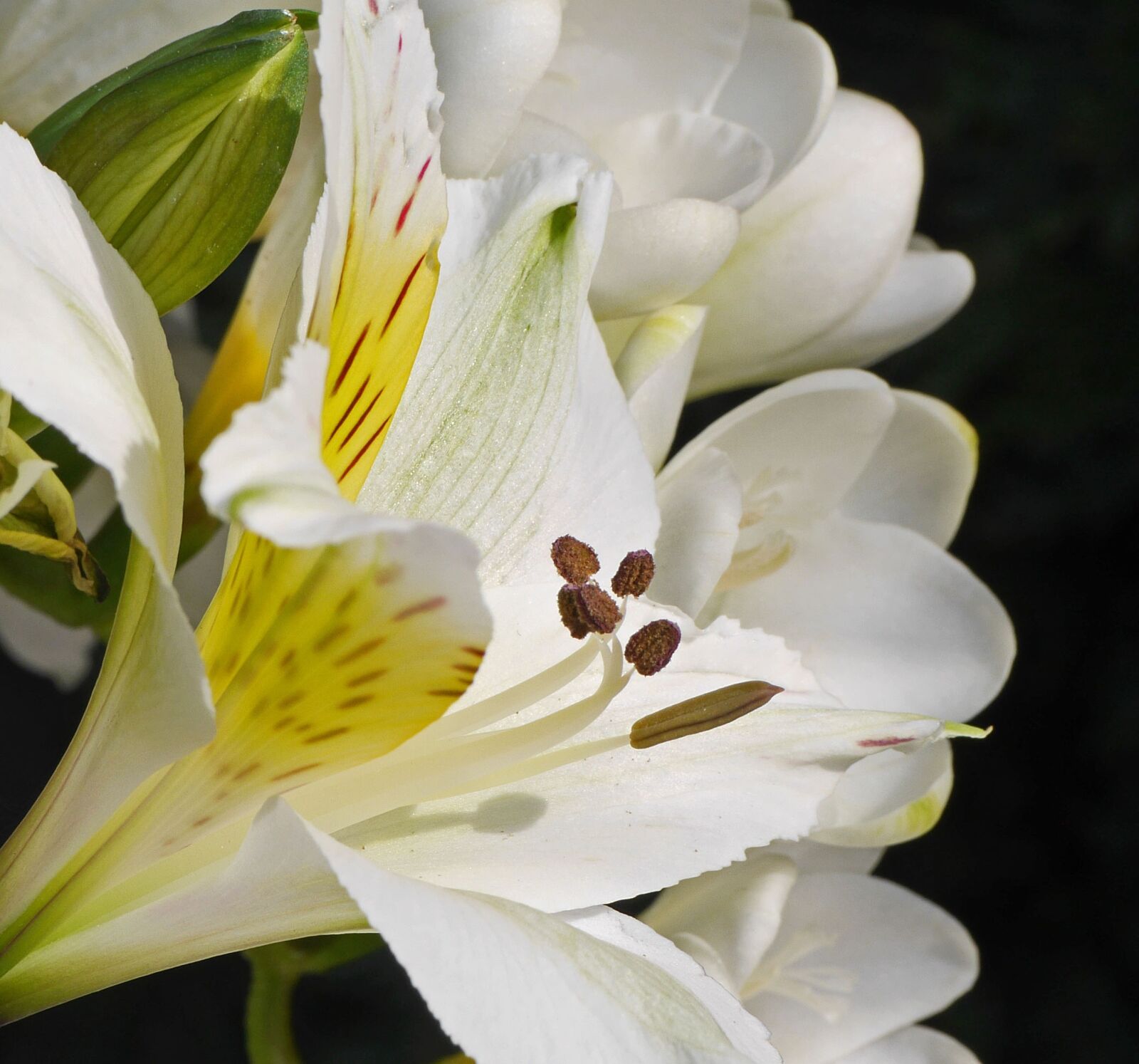 Panasonic Lumix DMC-GH3 sample photo. White lily, flamed, macro photography
