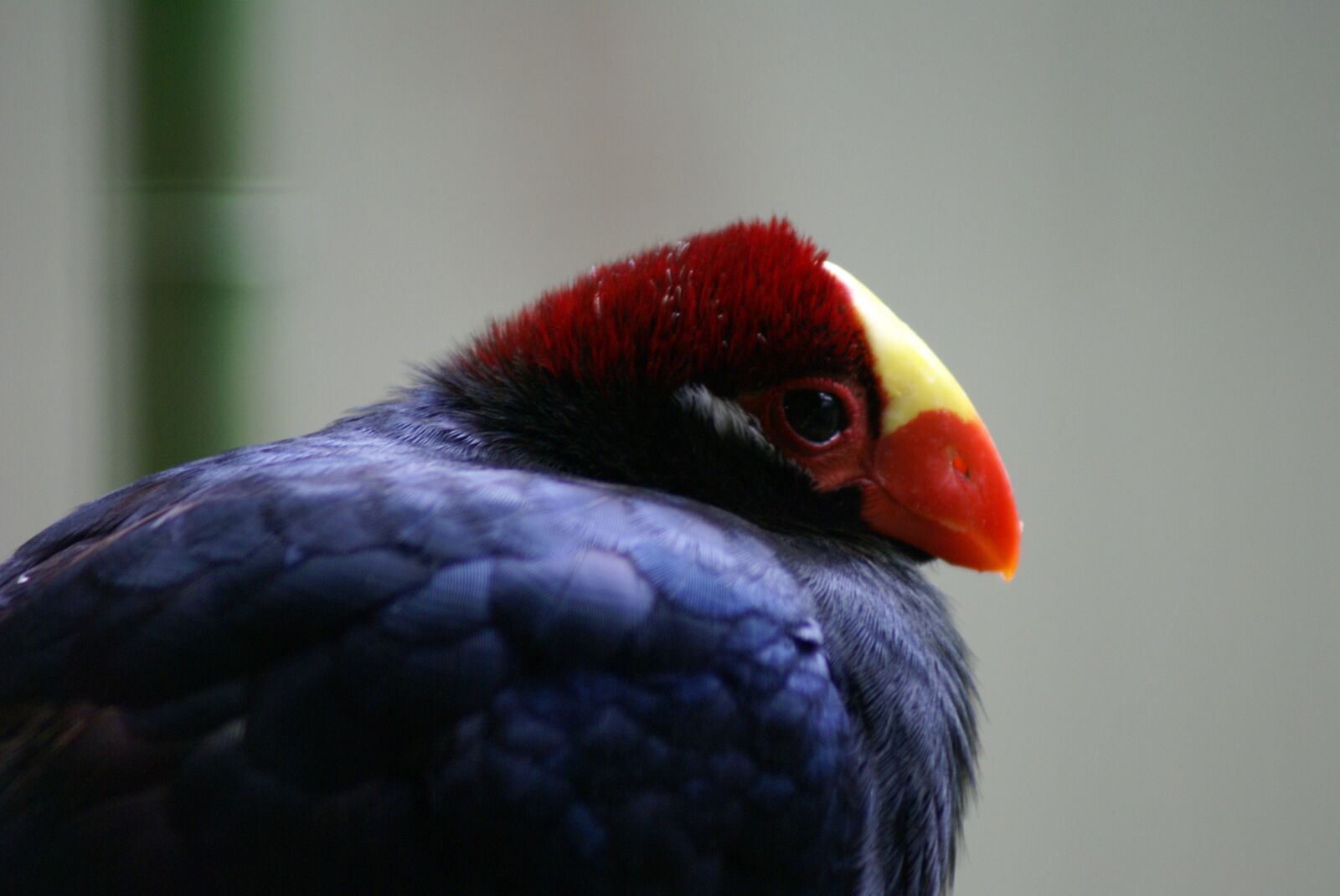 Sony Alpha DSLR-A100 sample photo. Violet, maroon, yellow photography