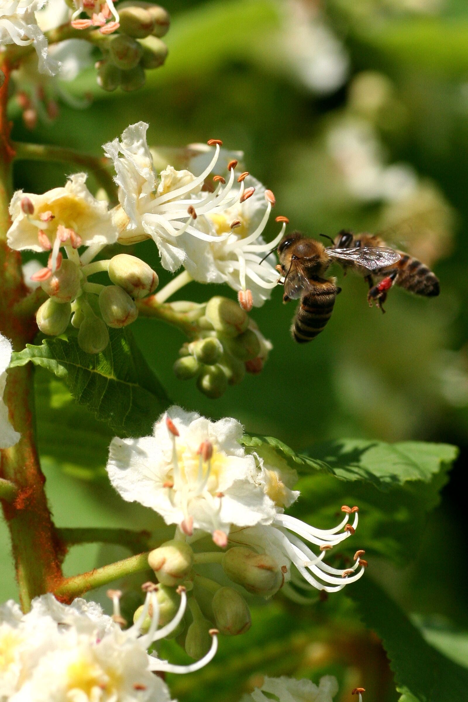 Canon EOS 350D (EOS Digital Rebel XT / EOS Kiss Digital N) sample photo. Bees, flower, horse chestnut photography
