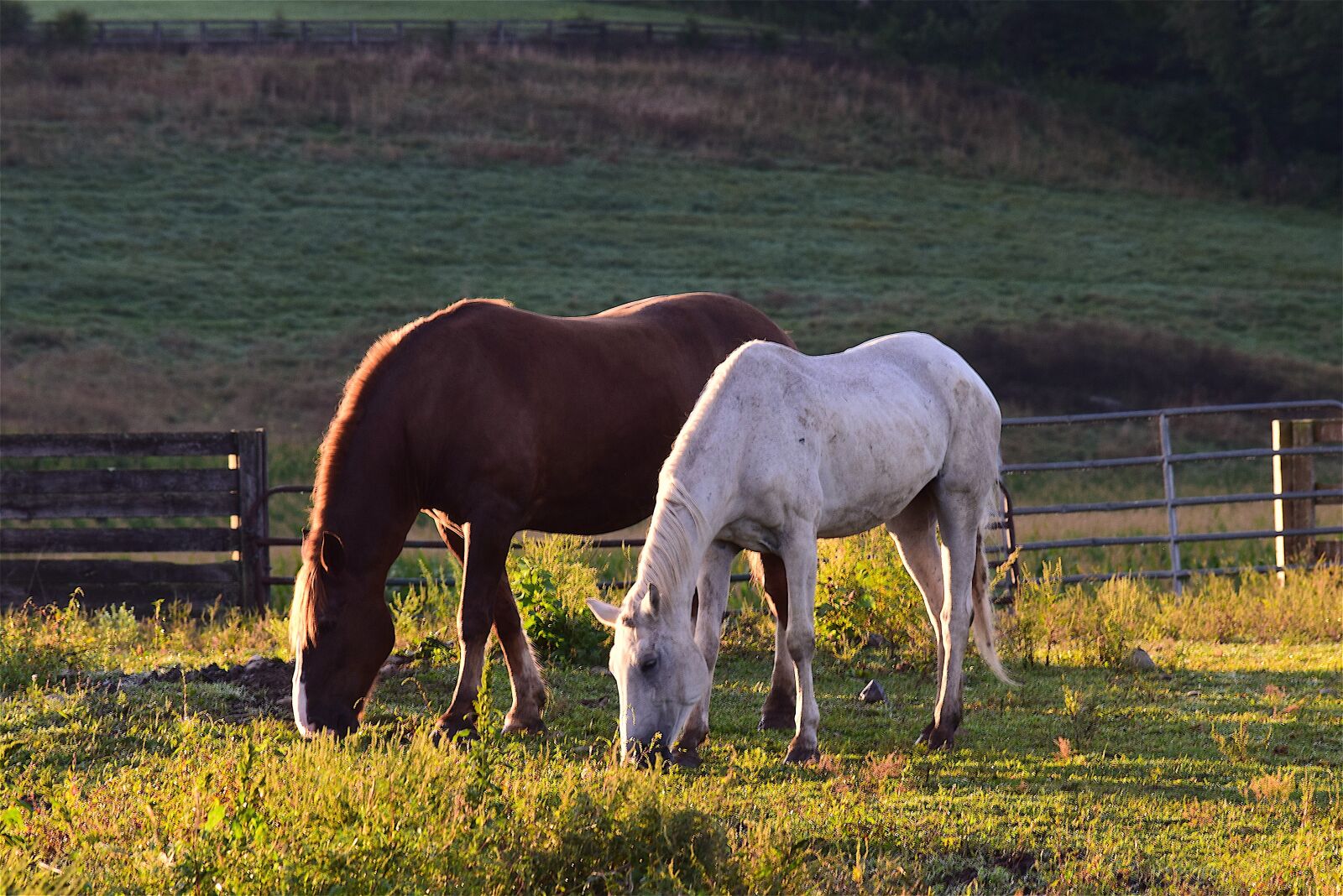 Nikon D3300 sample photo. Horses, sunrise, grass photography