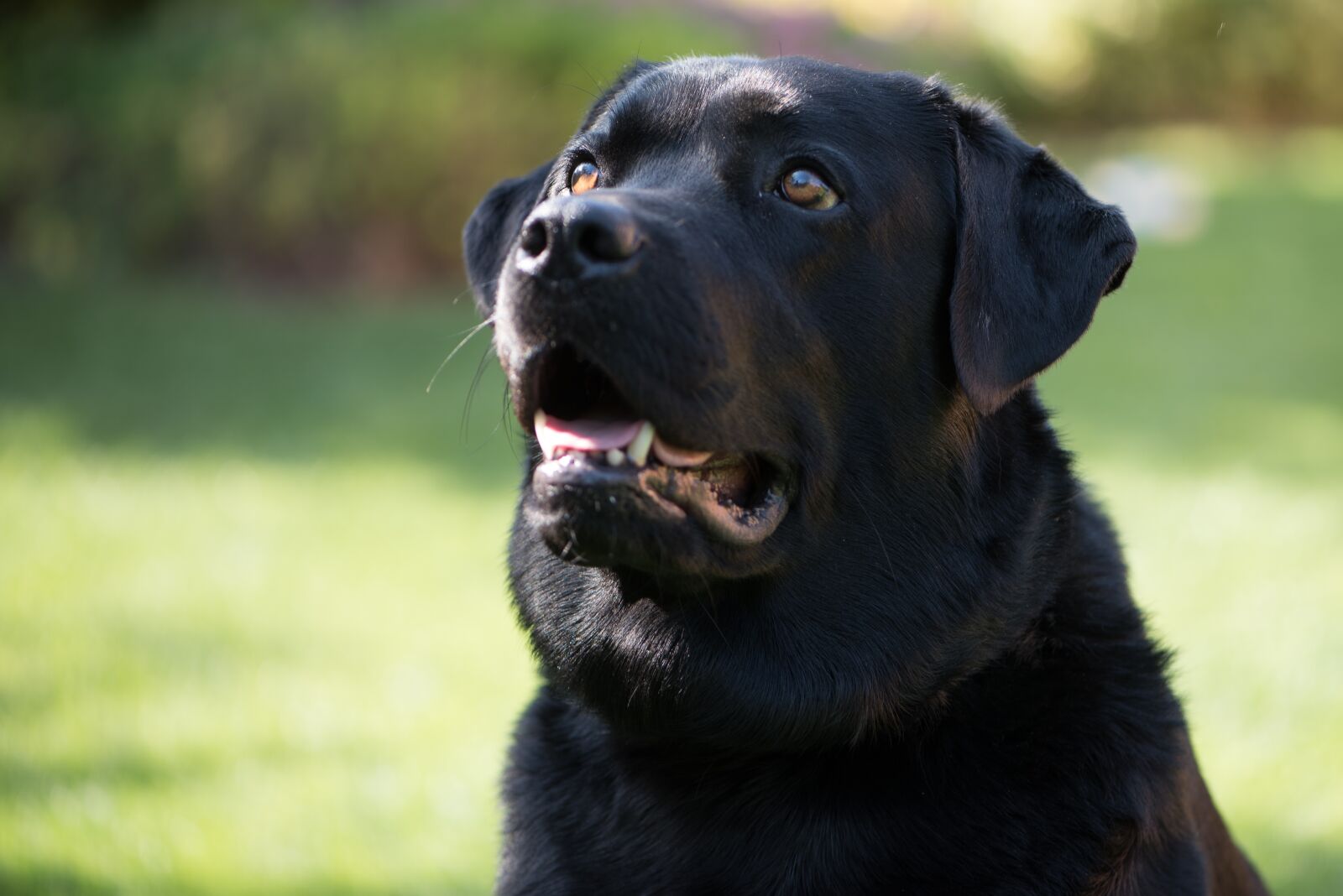 Nikon D750 sample photo. Labrador, dog, black photography