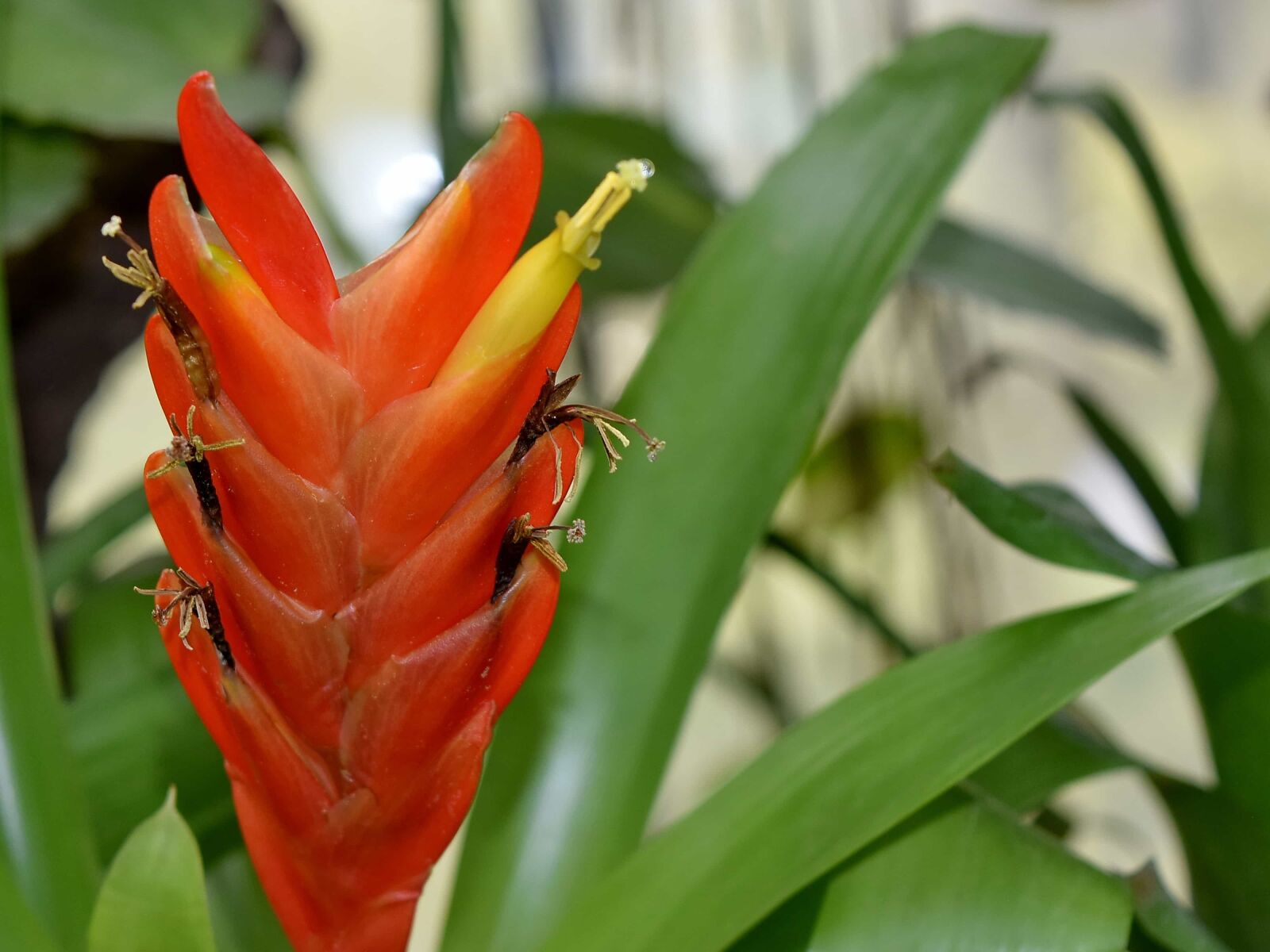 Nikon D5500 sample photo. Exotic, flower garden, red photography