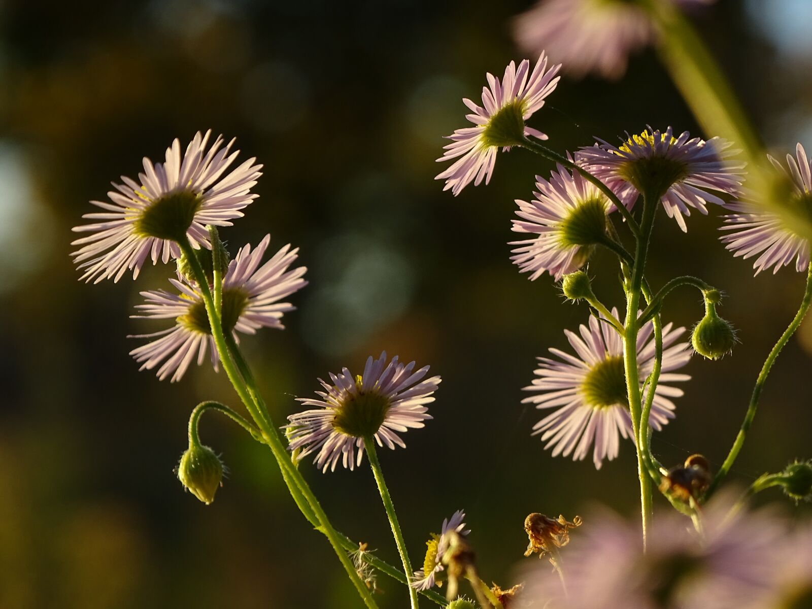 Sony Cyber-shot DSC-HX400V sample photo. Daisy, flower, daisies photography