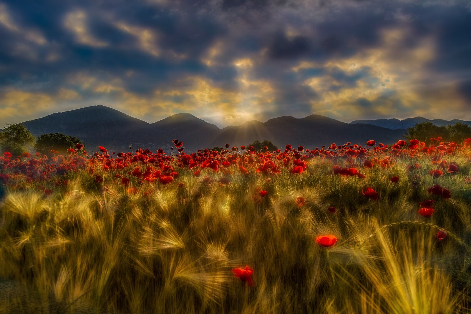 Canon EF 24-105mm F4L IS USM sample photo. Dawn, wheat, poppies photography