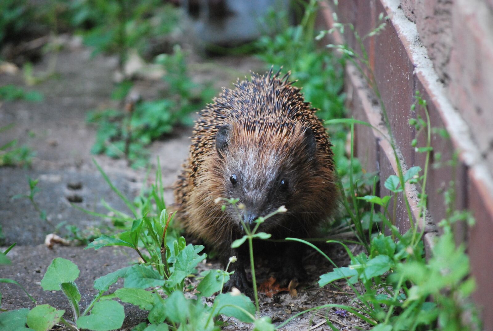 Nikon D60 sample photo. Hedgehog, nature, animal photography