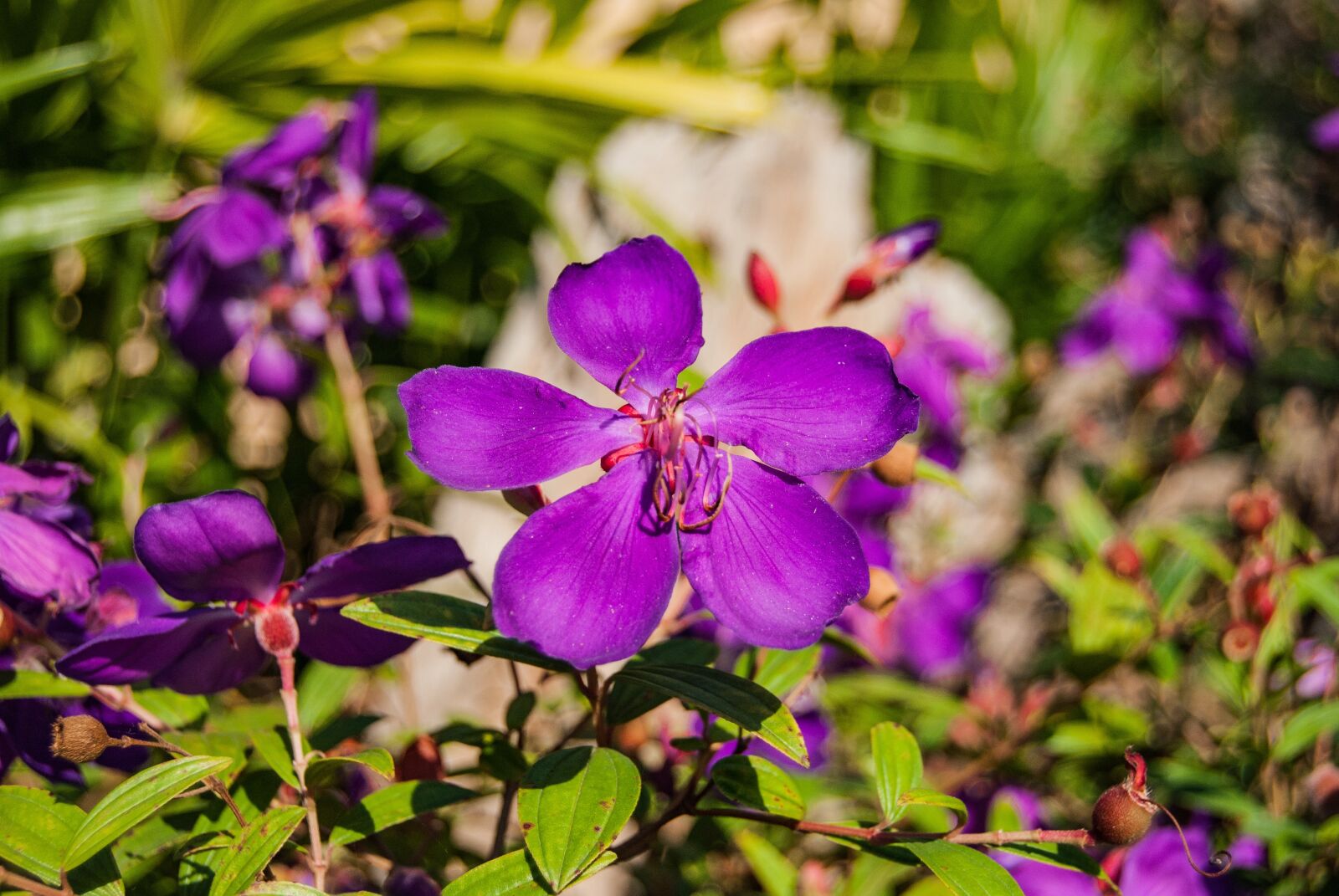 Nikon D3000 sample photo. Flowers, purple, flower photography