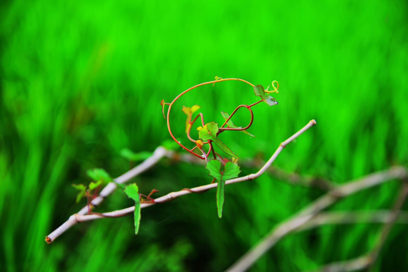 Nikon D800 sample photo. Abstract, love, life photography