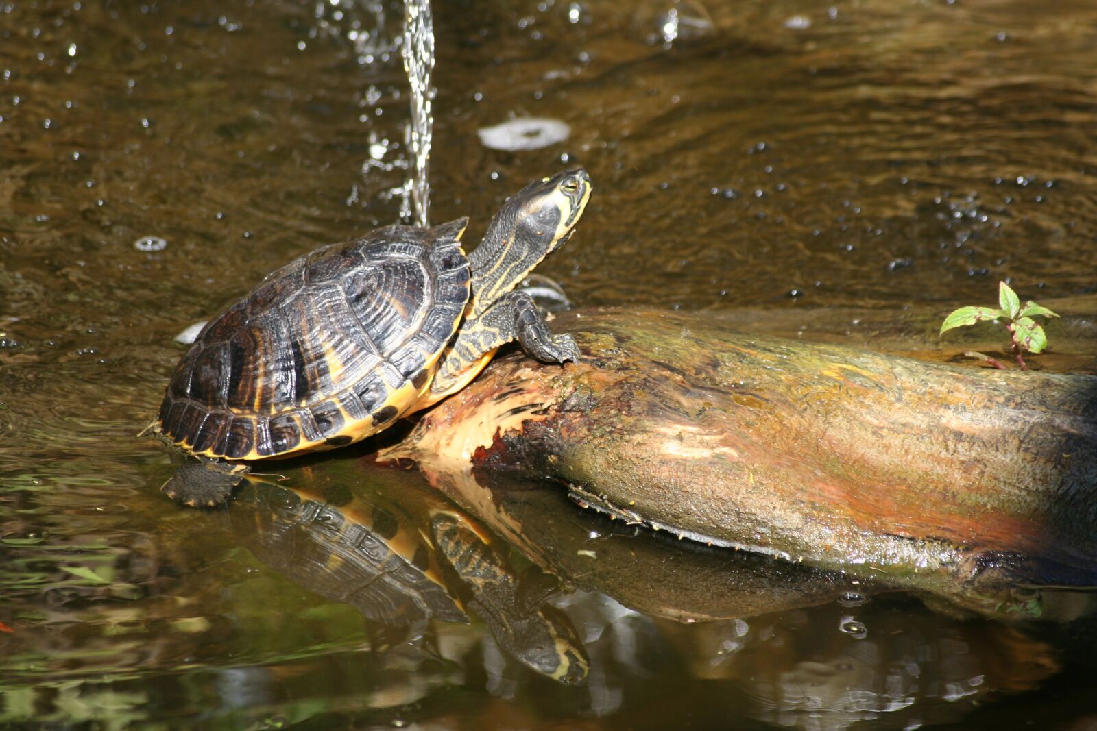 Canon EOS 350D (EOS Digital Rebel XT / EOS Kiss Digital N) sample photo. Turtle, water, swim photography