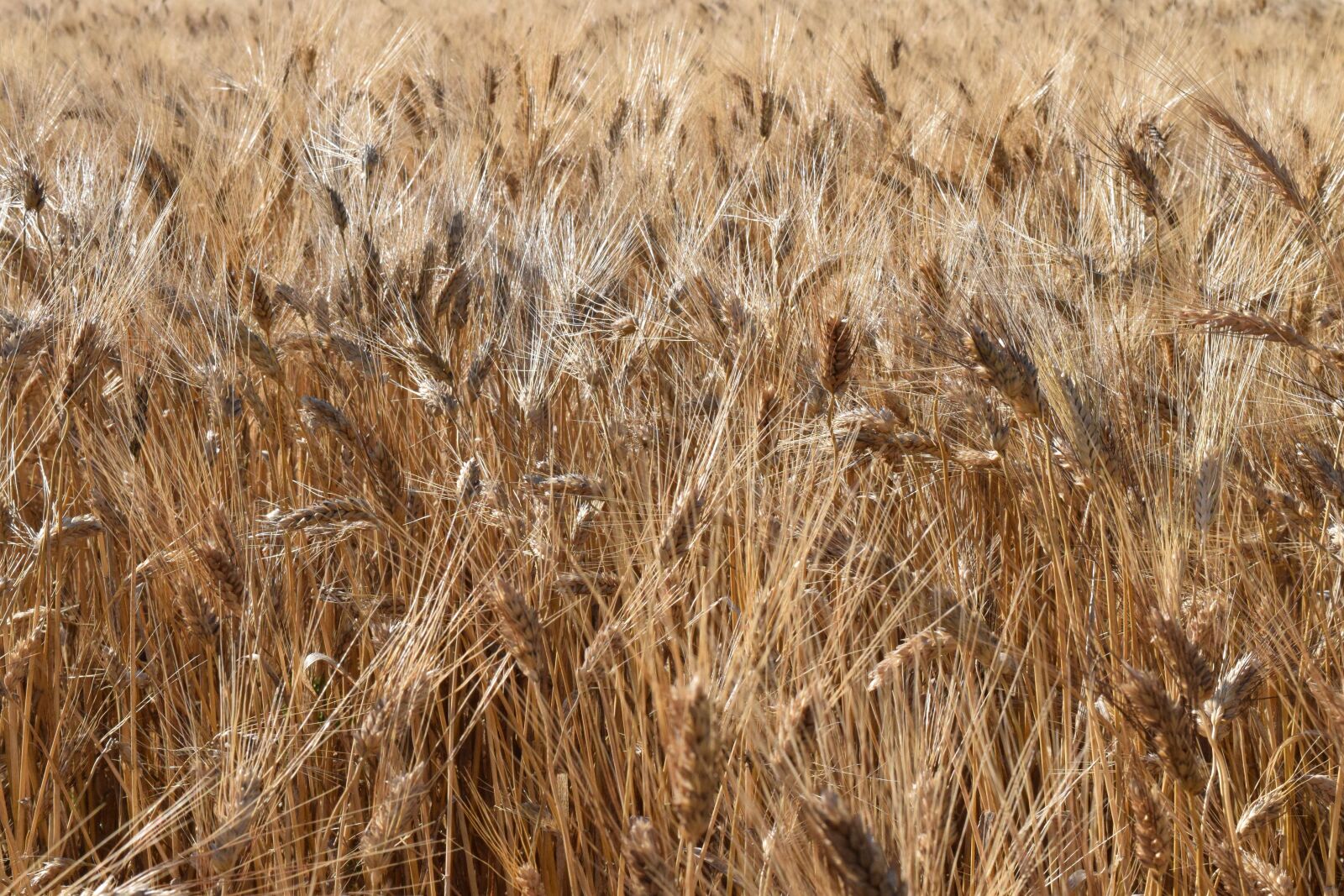 Nikon D3300 sample photo. Grain, wheat, wheat field photography