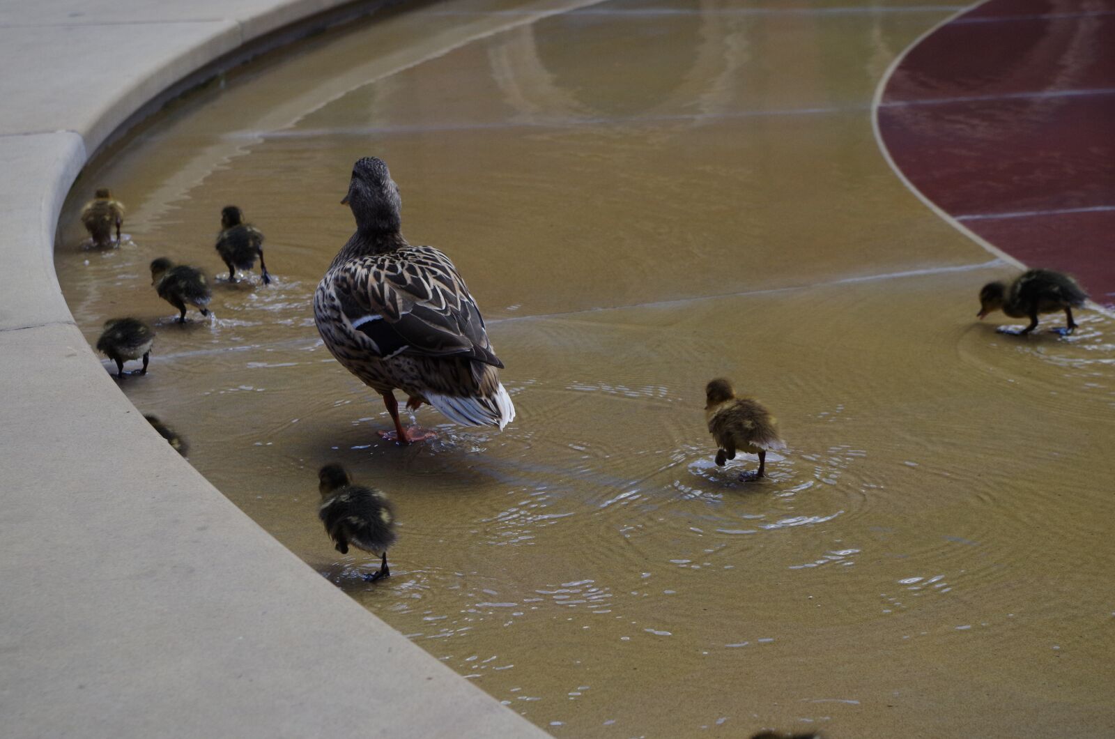 Pentax K-50 sample photo. Ducks, water, circle photography