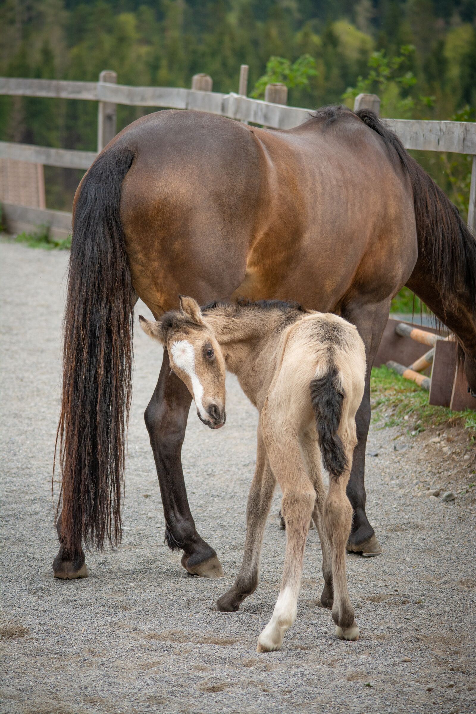 Nikon D7100 sample photo. Horse, pony, foal photography