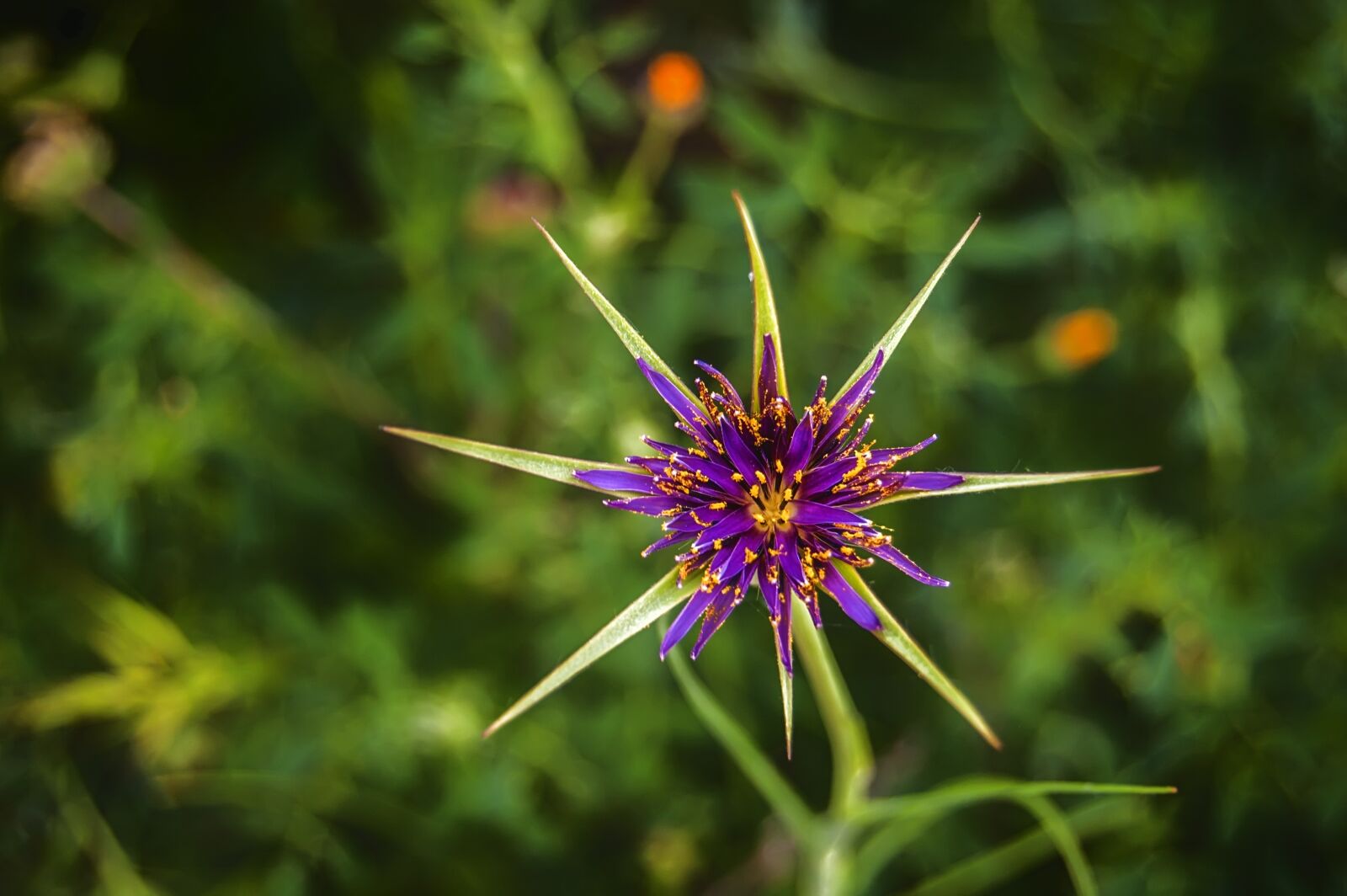 Nikon D40 sample photo. Nature, wild flower, macro photography