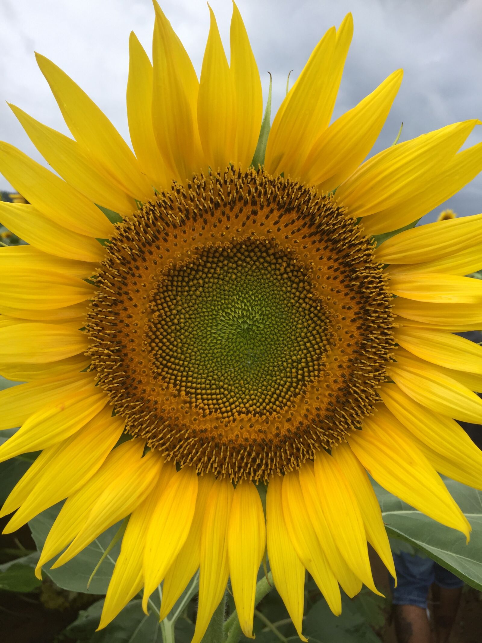iPhone 6 back camera 4.15mm f/2.2 sample photo. Sunflower, nature, yellow photography