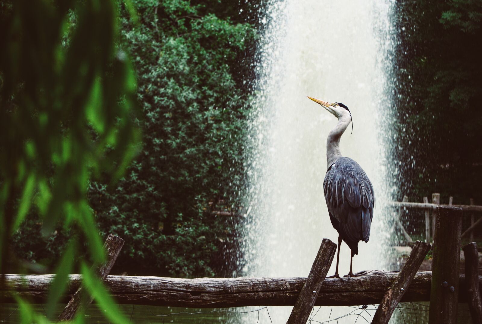 Nikon D610 sample photo. Heron, grey heron, fountain photography