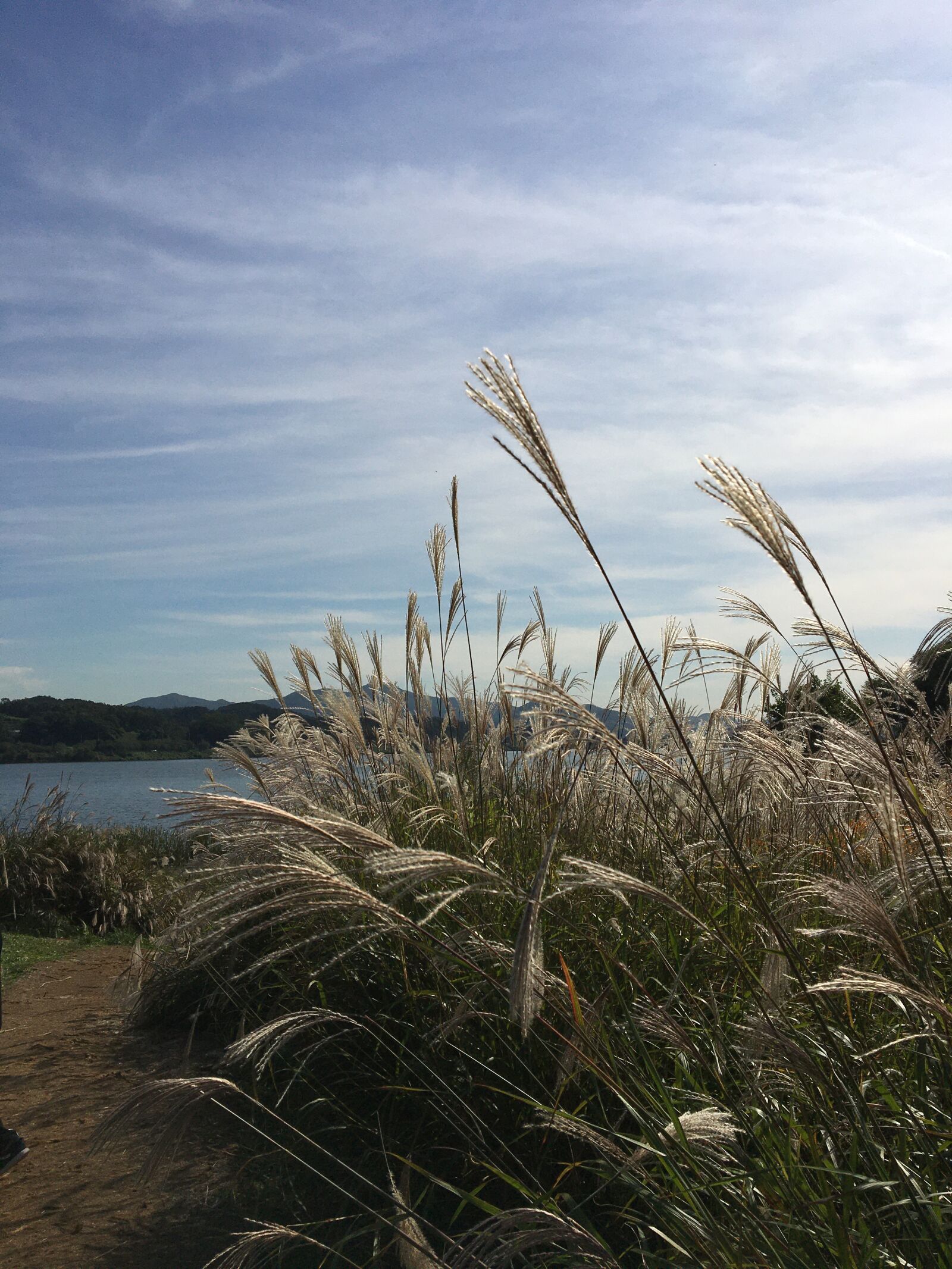 Apple iPhone 6s sample photo. Autumn, reed, nature photography