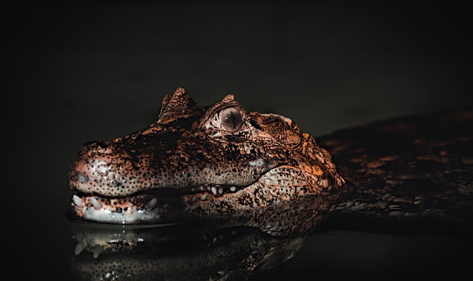 Canon EOS 1300D (EOS Rebel T6 / EOS Kiss X80) sample photo. Crocodile, reptile, alligator photography