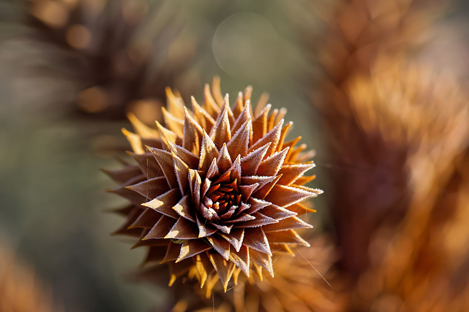 Nikon D7200 sample photo. Chilean schmucktanne, frost, ice photography