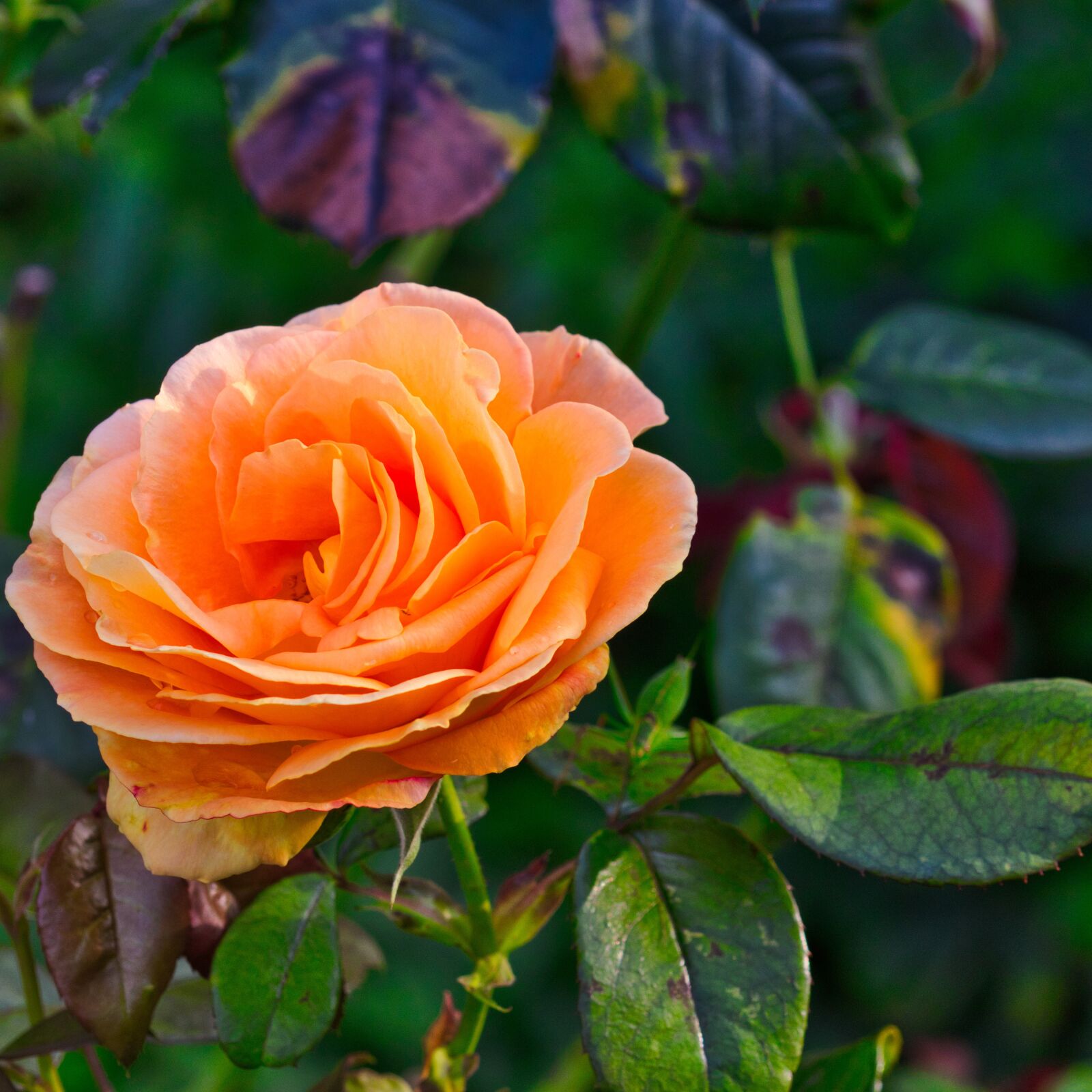 Canon EOS 200D (EOS Rebel SL2 / EOS Kiss X9) sample photo. Rose, orange, blossom photography