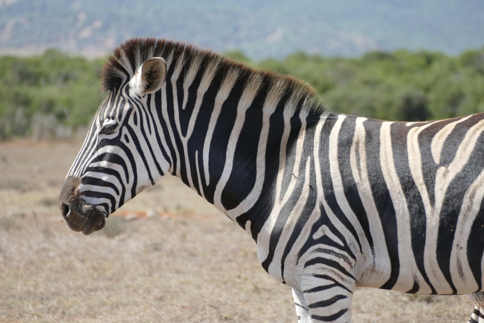 Panasonic Lumix DMC-FZ1000 sample photo. Zebra, addo, national park photography