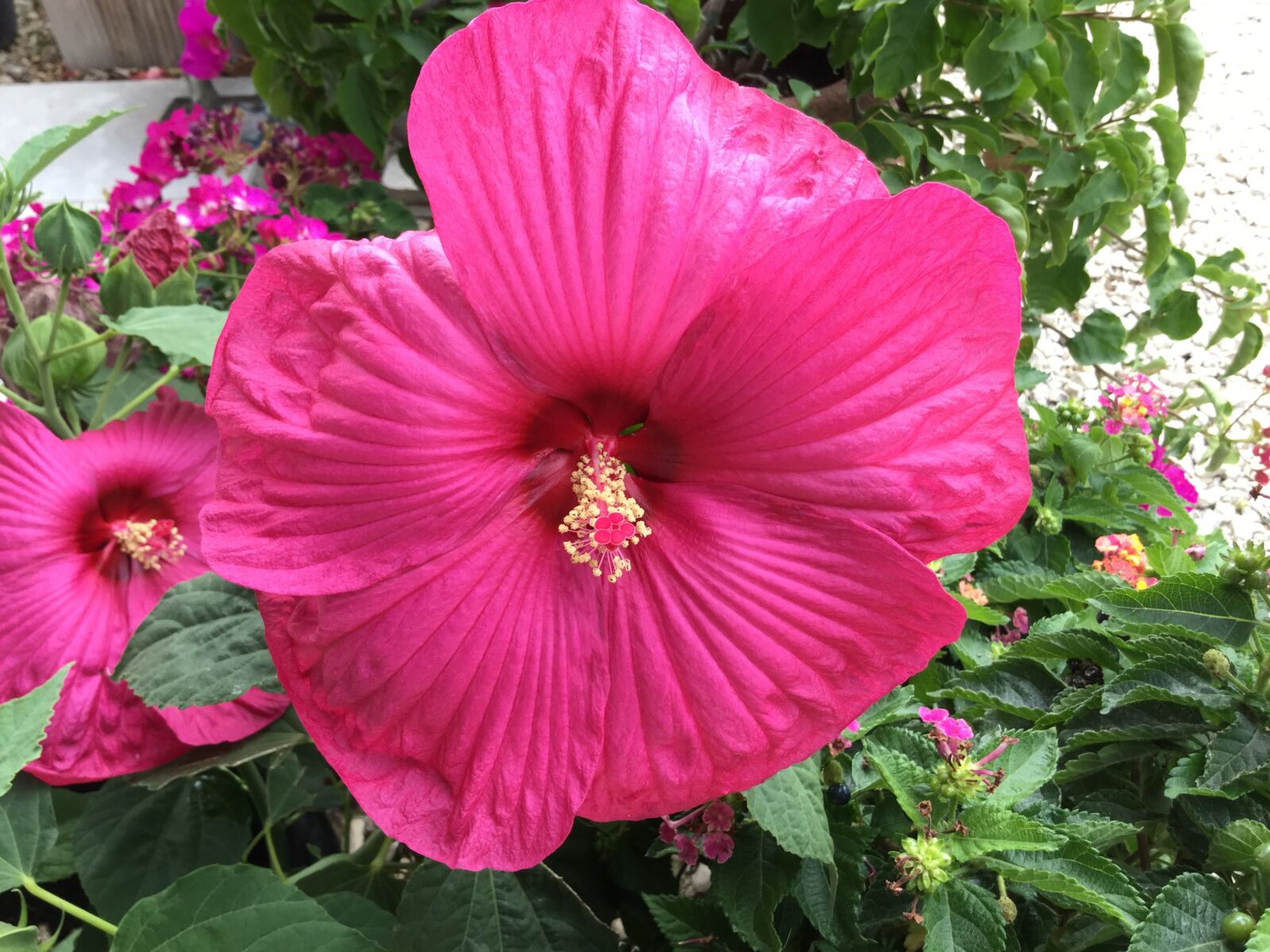 iPad Air 2 back camera 3.3mm f/2.4 sample photo. Hibiscus, flower, floral photography