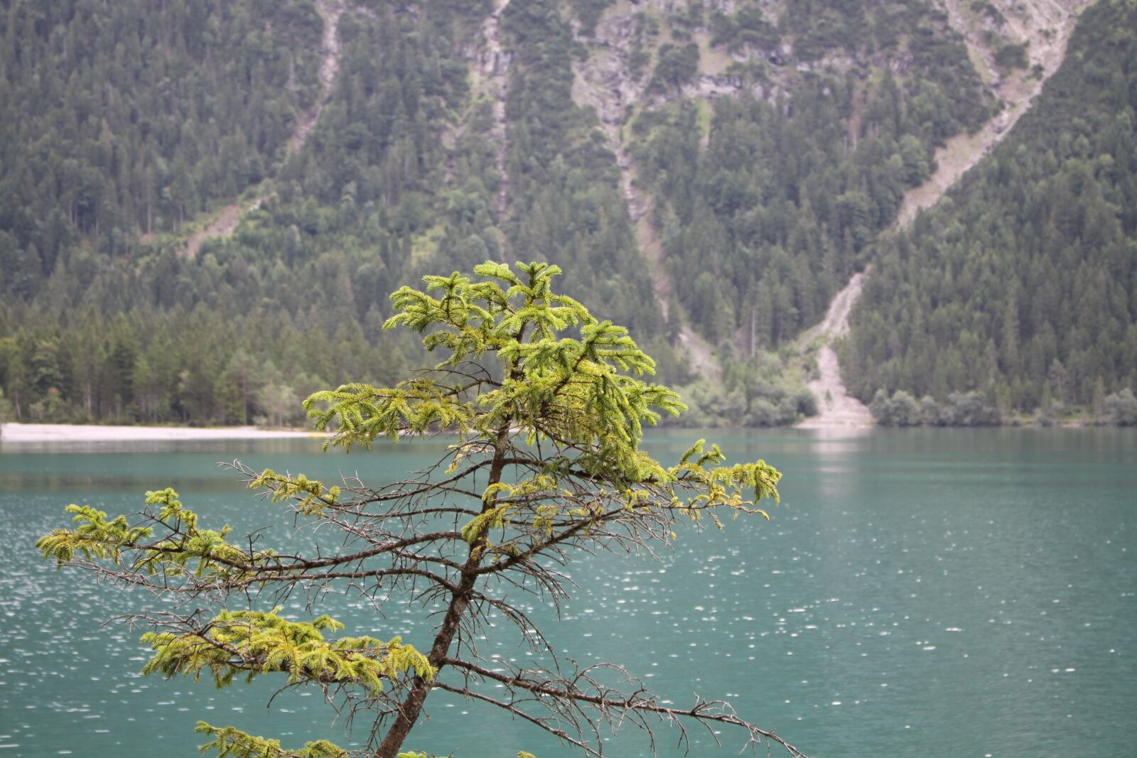 Canon EOS 50D sample photo. Lake, branch, fir tree photography