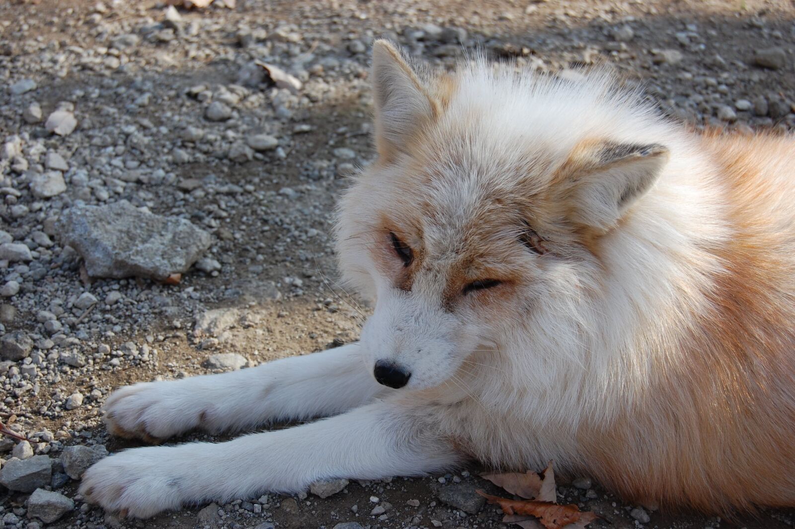 Nikon D40 sample photo. Animal, mammal, natural photography