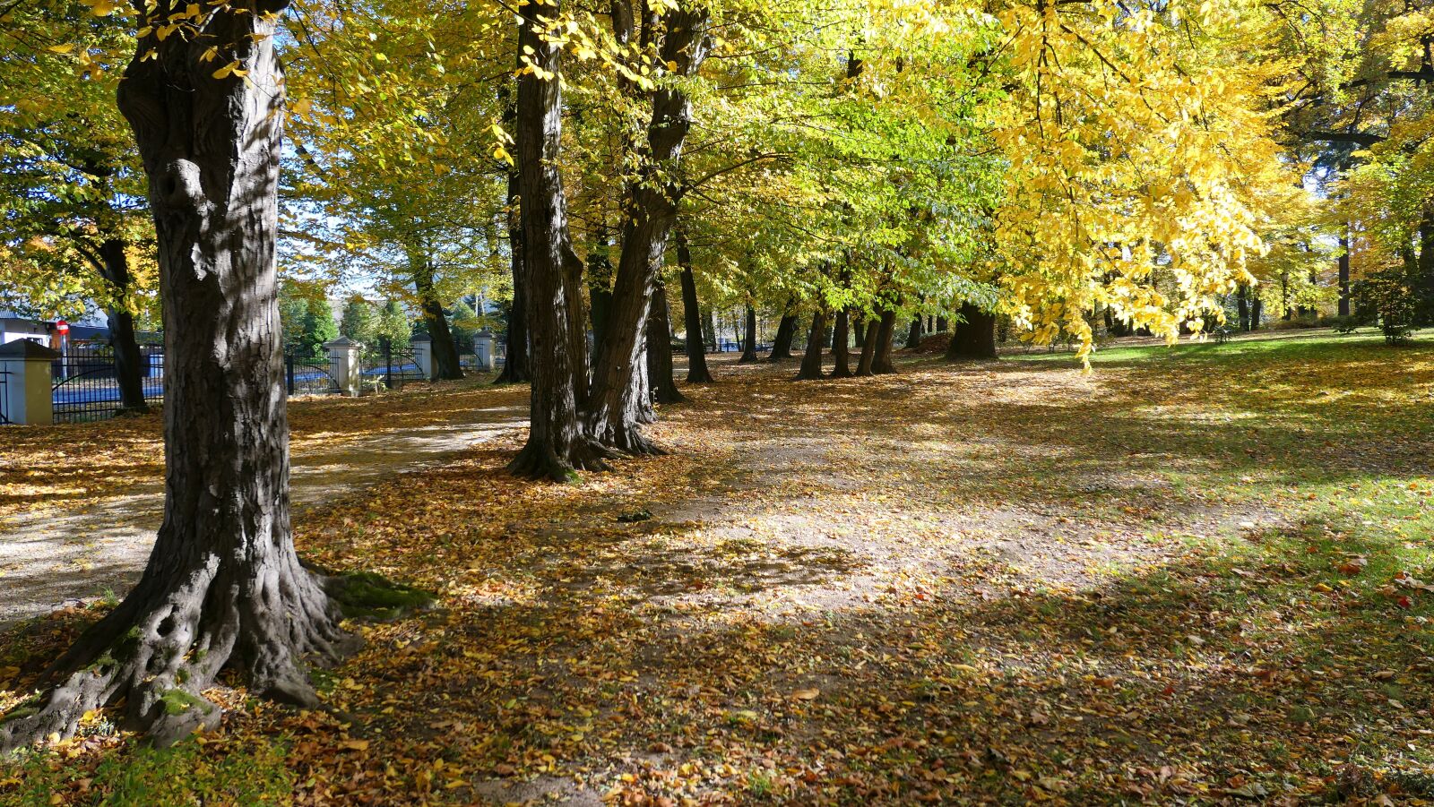 Panasonic Lumix DMC-LX10 (Lumix DMC-LX15) sample photo. Park, autumn, tree photography