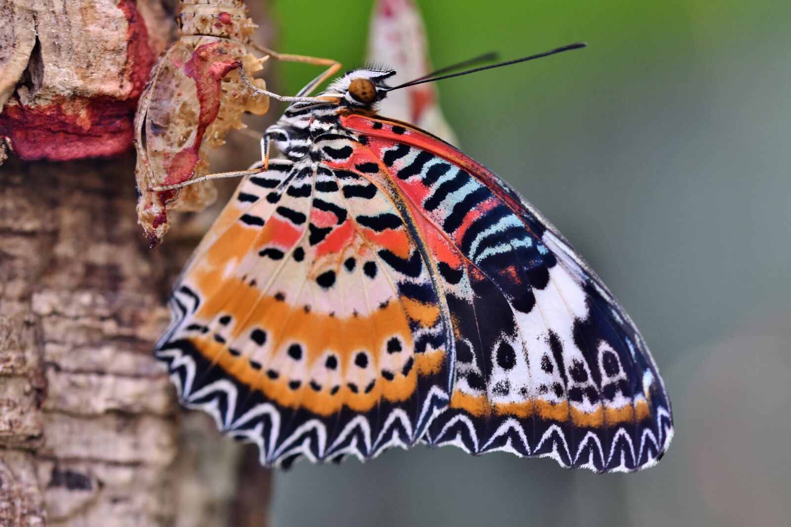 Nikon D7200 sample photo. Butterfly, tropical butterfly, exotic photography