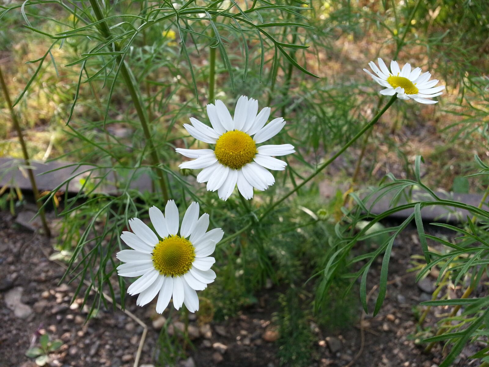 Samsung Galaxy S3 sample photo. Flowers, chamomile, petals photography