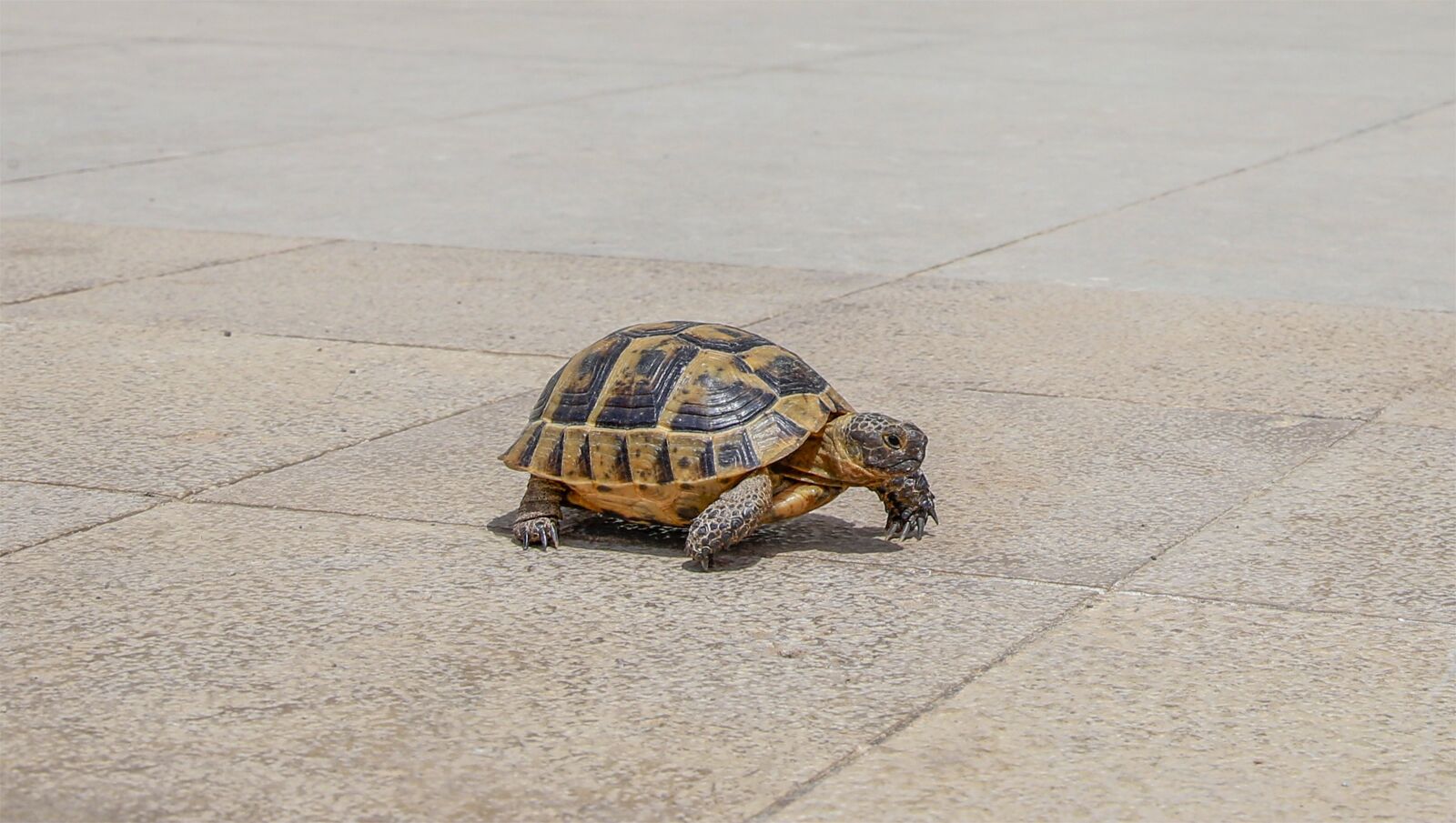 Canon EOS 6D + Canon EF 24-105mm F4L IS USM sample photo. Tortoise, animal, pets photography