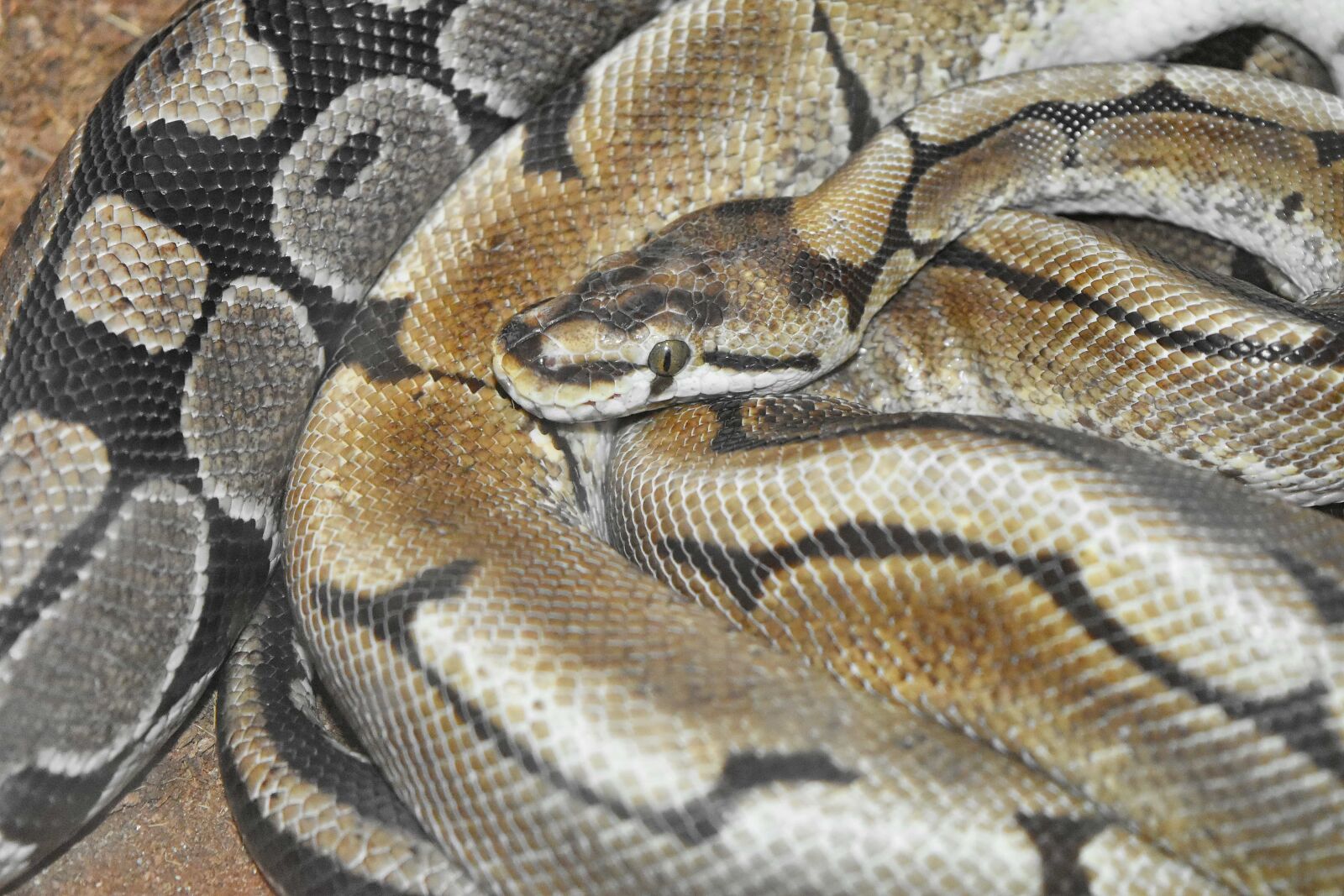 Nikon D5500 sample photo. Snake, reptile, animal, zoology photography