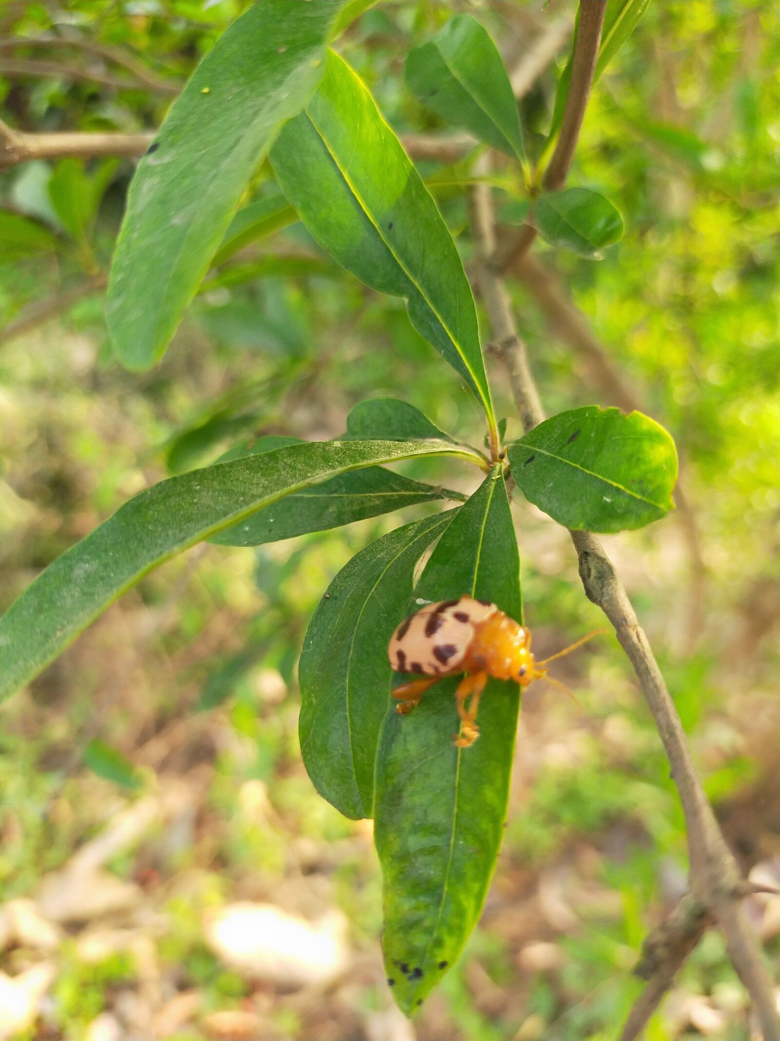 OPPO A9 2020 sample photo. Green, leaf, pomegranate photography